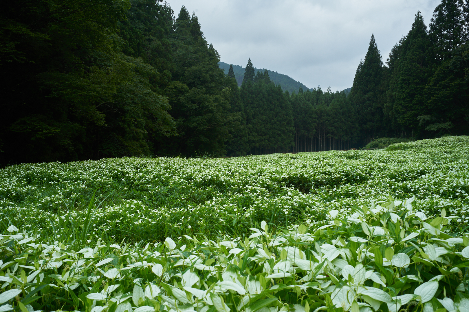 https://www.yaotomi.co.jp/blog/walk/7II04112%2C35%20mm%2CF14%2Ciso125.jpg