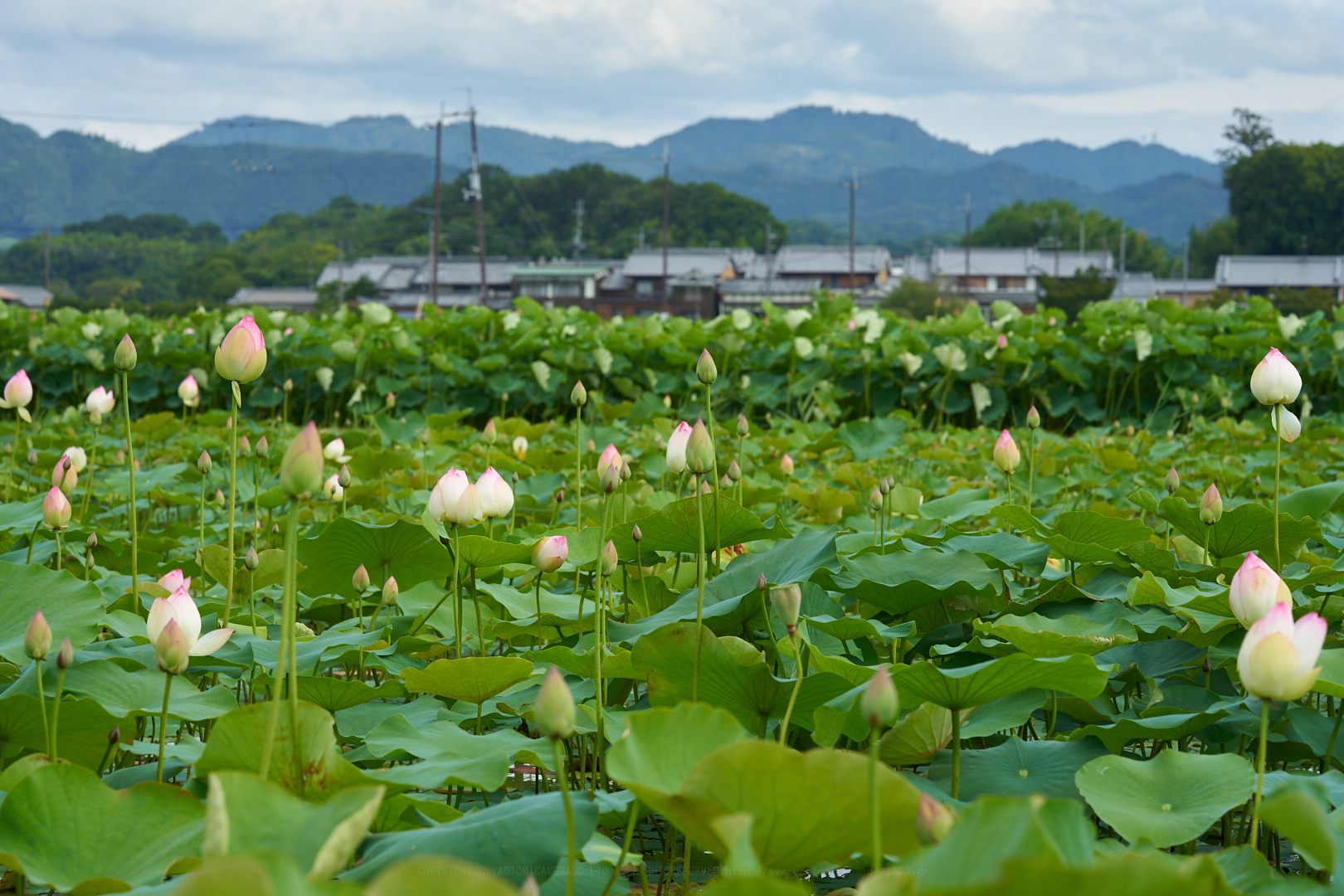 https://www.yaotomi.co.jp/blog/walk/7II04270%2C110%20mm%2CF10%2Ciso100.jpg