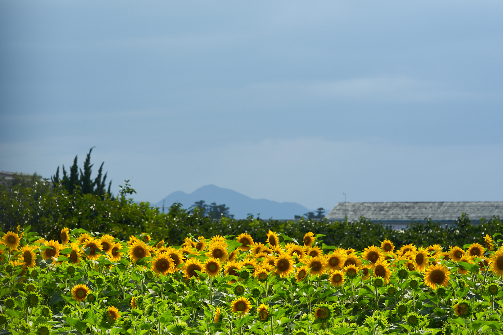 https://www.yaotomi.co.jp/blog/walk/7II04374%2C110%20mm%2CF8%2Ciso100.jpg