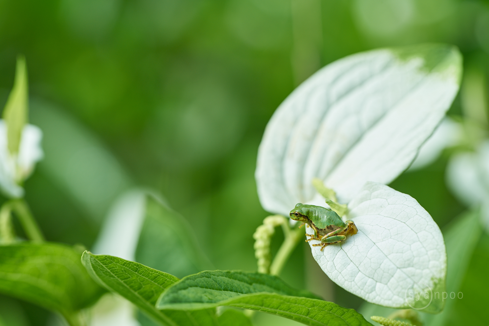 https://www.yaotomi.co.jp/blog/walk/7II04543%2C135%20mm%2CF4.5%2Ciso100%28cRAW%29.jpg