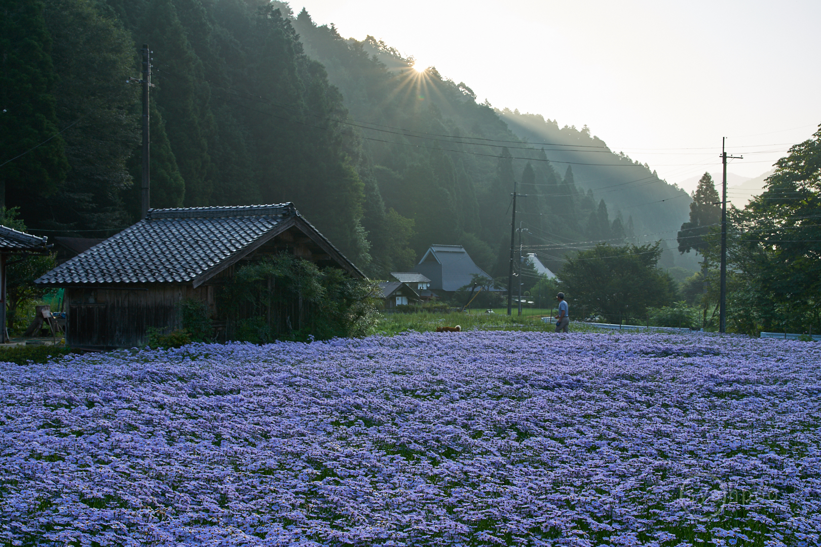 https://www.yaotomi.co.jp/blog/walk/7II05571%2C44%20mm%2CF11%2Ciso100%28cRAW%29%201.jpg