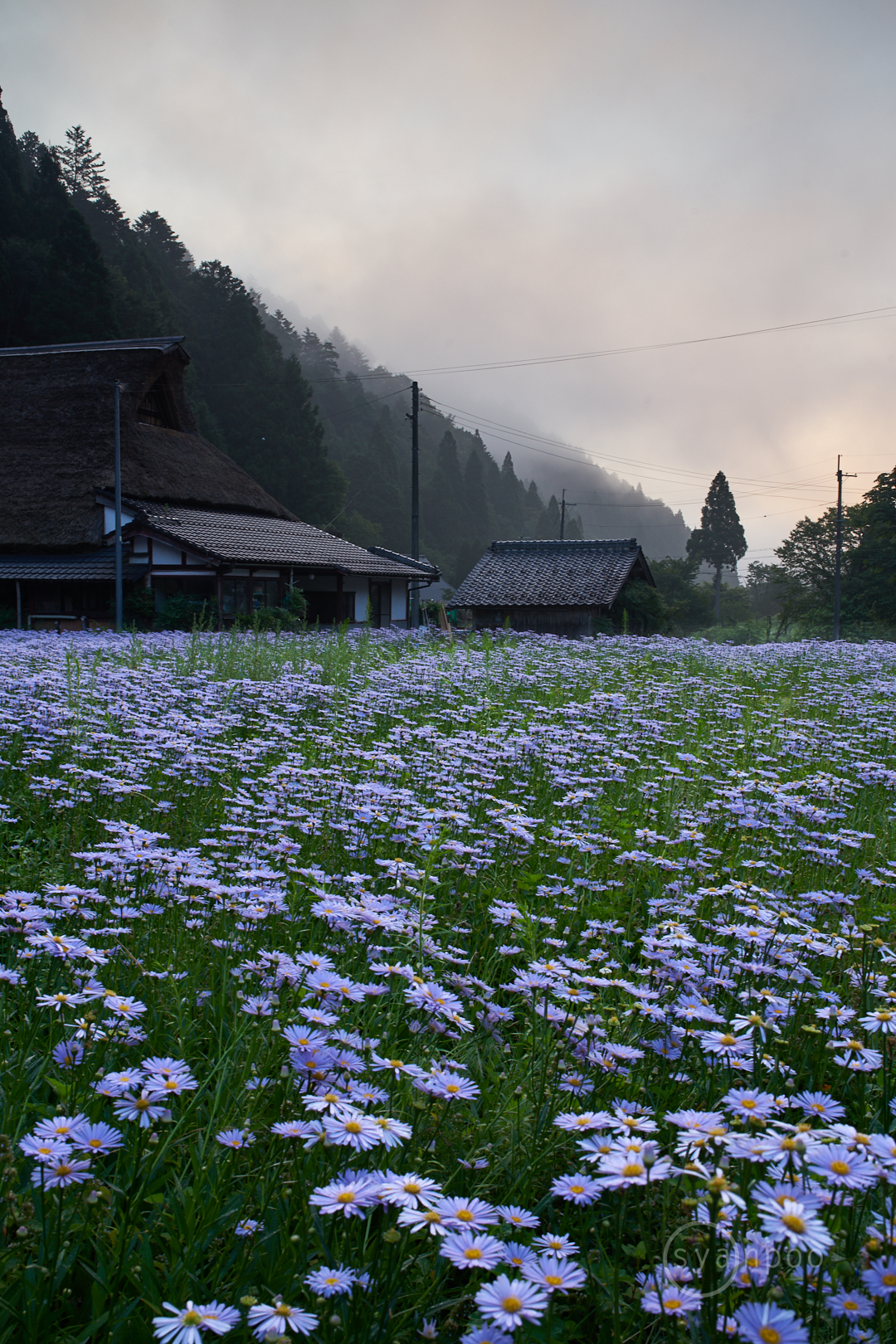 https://www.yaotomi.co.jp/blog/walk/7II06301%2C35%20mm%2CF13%2Ciso64%28cRAW%29.jpg