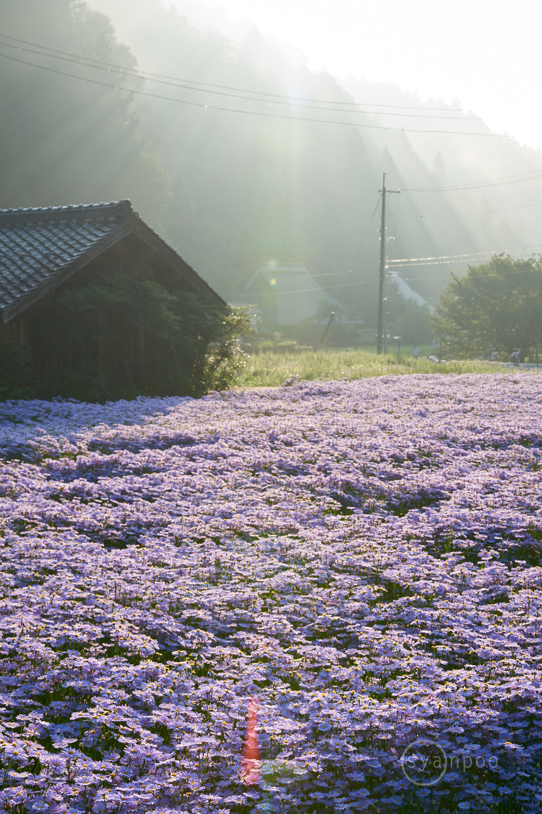 https://www.yaotomi.co.jp/blog/walk/7II06411%2C58%20mm%2CF13%2Ciso160%28cRAW%29.jpg