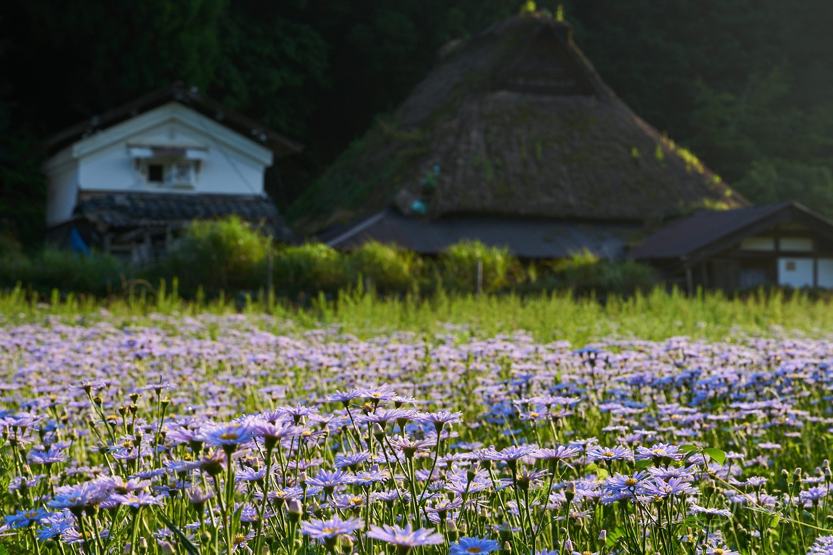 https://www.yaotomi.co.jp/blog/walk/7II06435%2C76%20mm%2CF13%2Ciso125%28cRAW%29.jpg