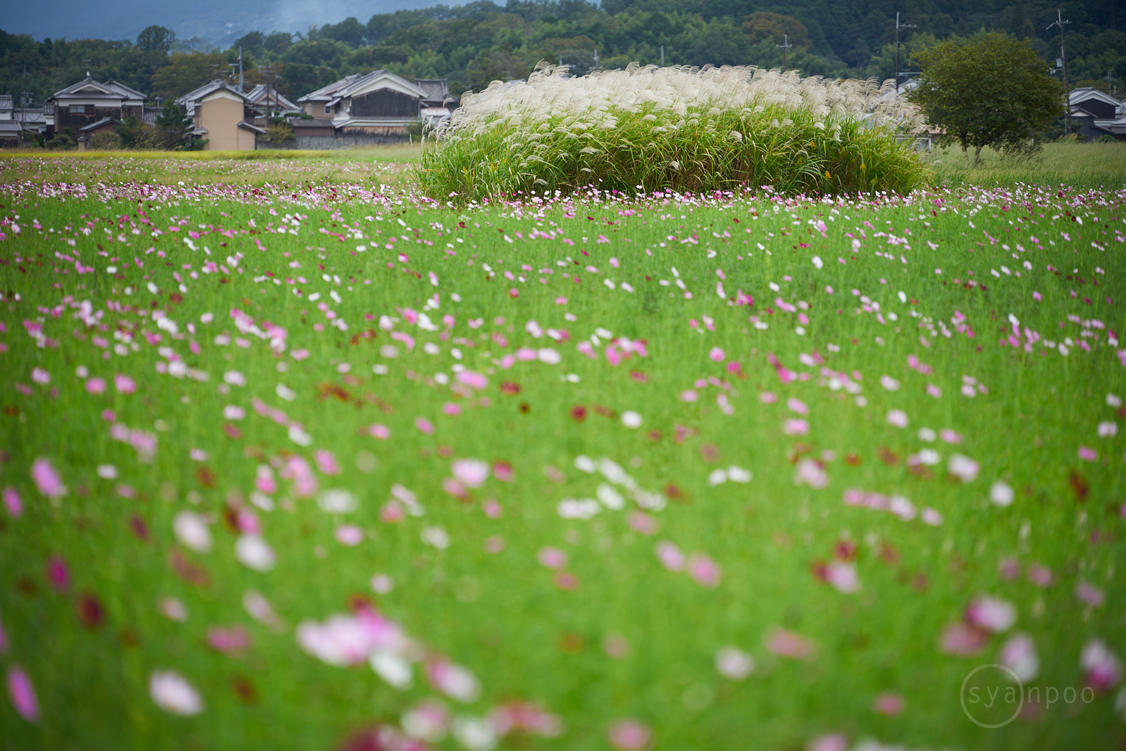 https://www.yaotomi.co.jp/blog/walk/7II07913%2C126%20mm%2CF2.8%2Ciso100%28cRAW%29.jpg