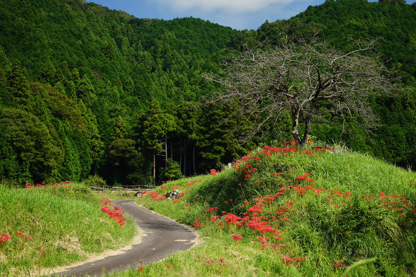 https://www.yaotomi.co.jp/blog/walk/7II08356%2C70%20mm%2CF2.8%2Ciso100%28JPEG%29.jpg