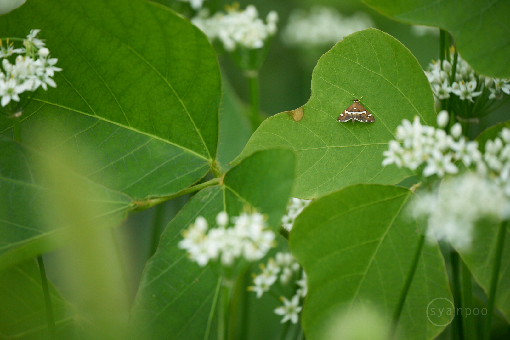 https://www.yaotomi.co.jp/blog/walk/7II08459%2C400%20mm%2CF7.1%2Ciso400%28cRAW%29.jpg