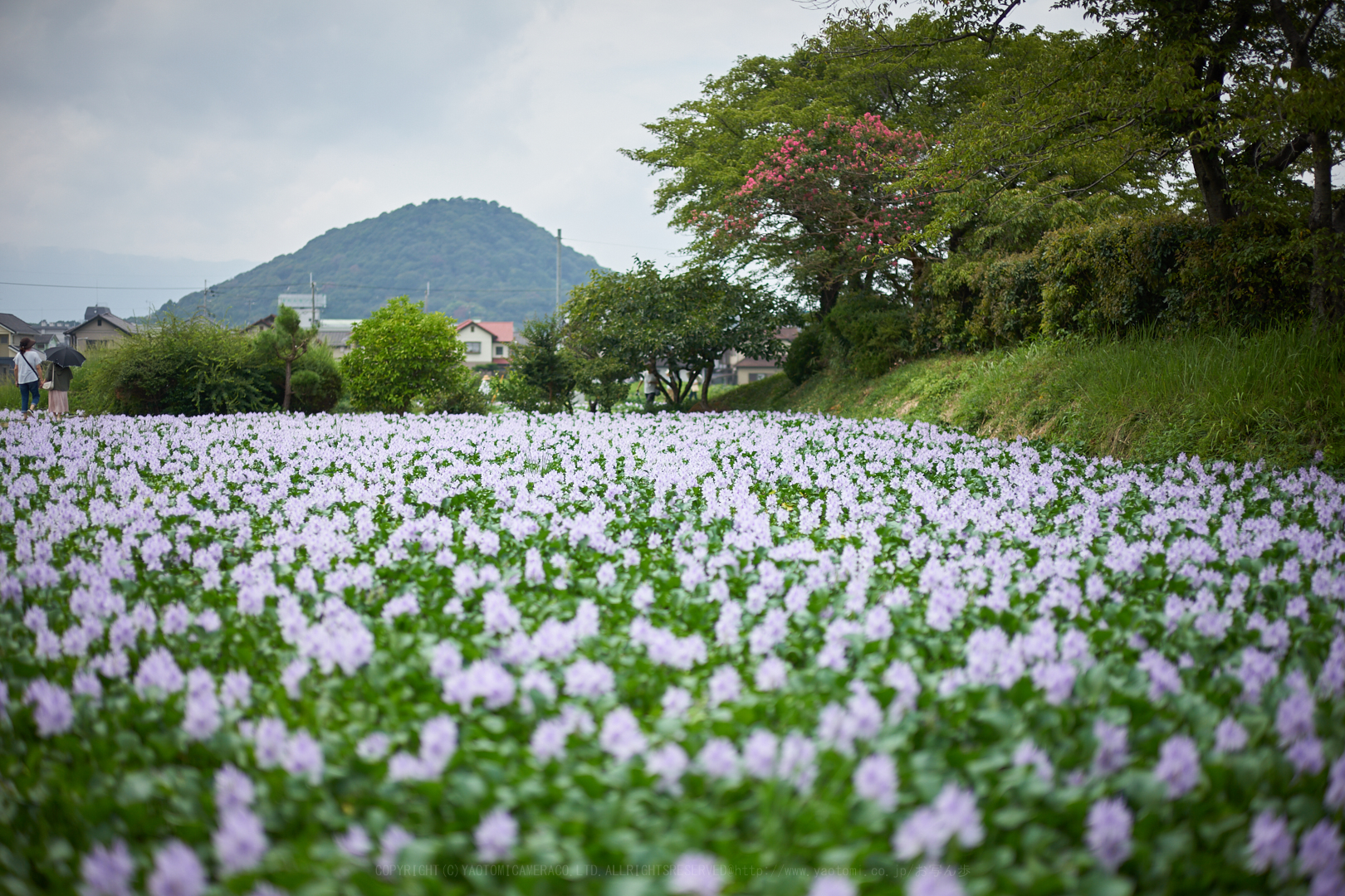 https://www.yaotomi.co.jp/blog/walk/7II08538%2C50%20mm%2CF1.4%2Ciso100.jpg