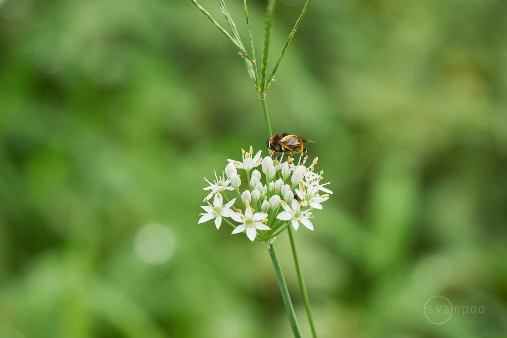 https://www.yaotomi.co.jp/blog/walk/7II08743%2C400%20mm%2CF8%2Ciso640%28cRAW%29.jpg