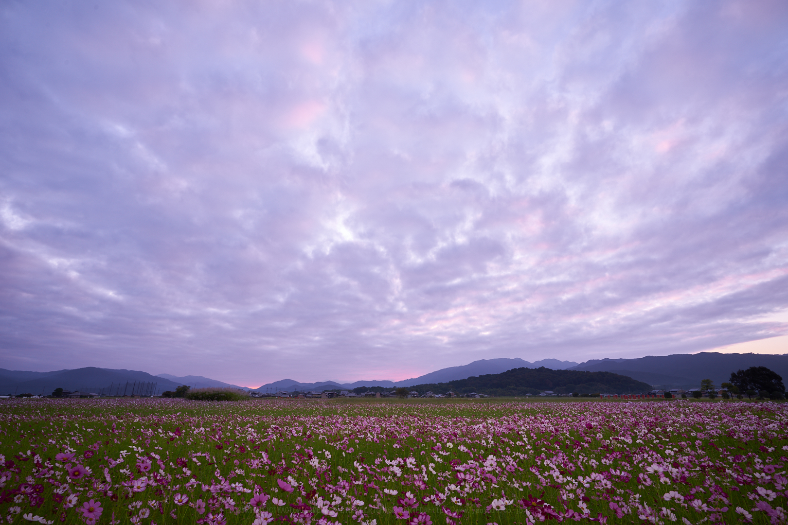 https://www.yaotomi.co.jp/blog/walk/7II09045%2C17%20mm%2CF13%2Ciso100.jpg