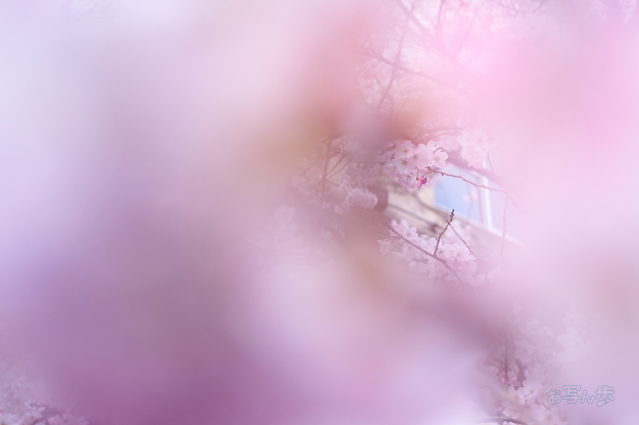https://www.yaotomi.co.jp/blog/walk/7RV01967co%2C40%20mm%2CF2.8%2Ciso800%28SRAW%29.jpg