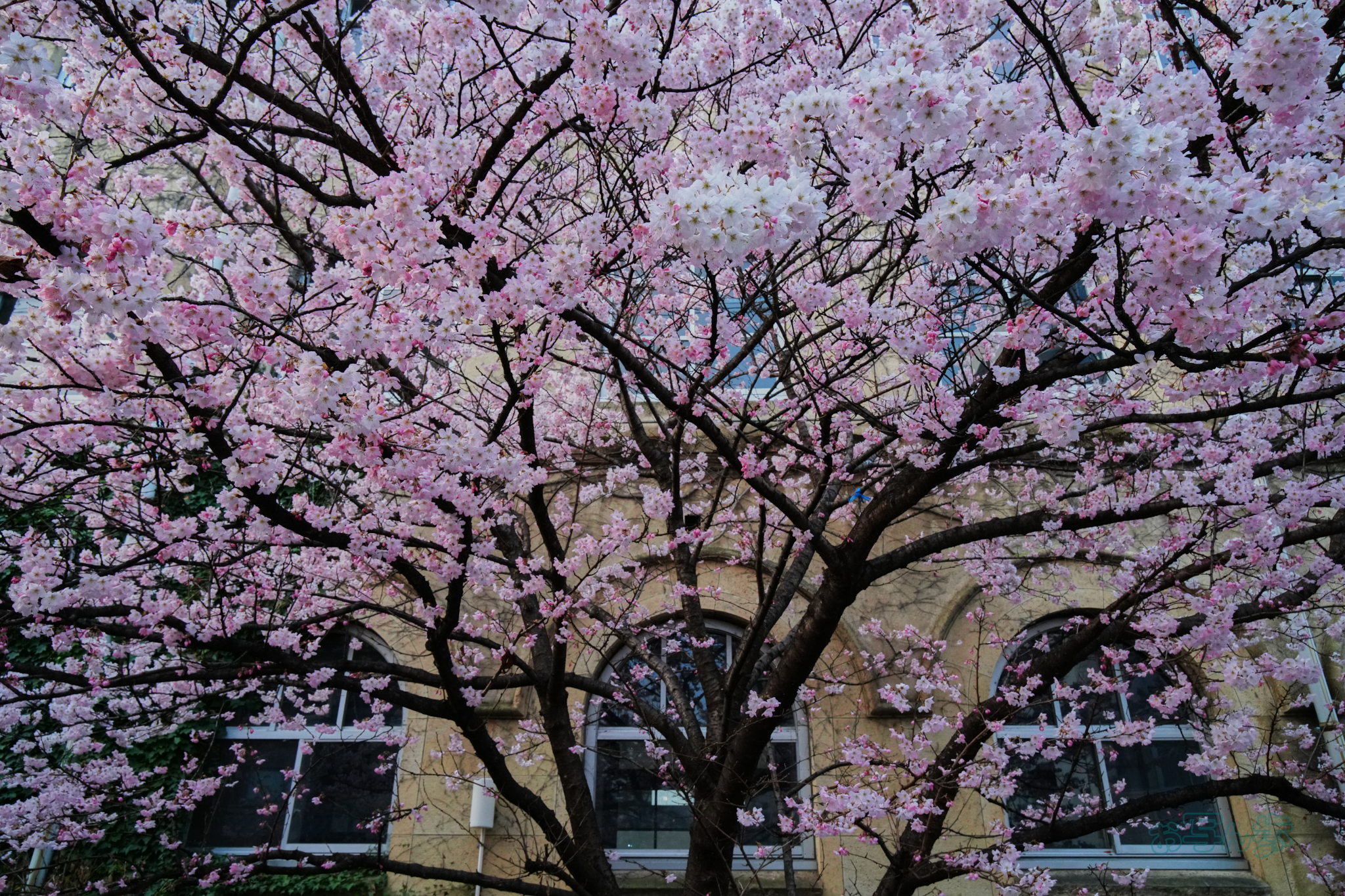 https://www.yaotomi.co.jp/blog/walk/7RV02078co%2C24%20mm%2CF18%2Ciso2000%28JPEG%29.jpg