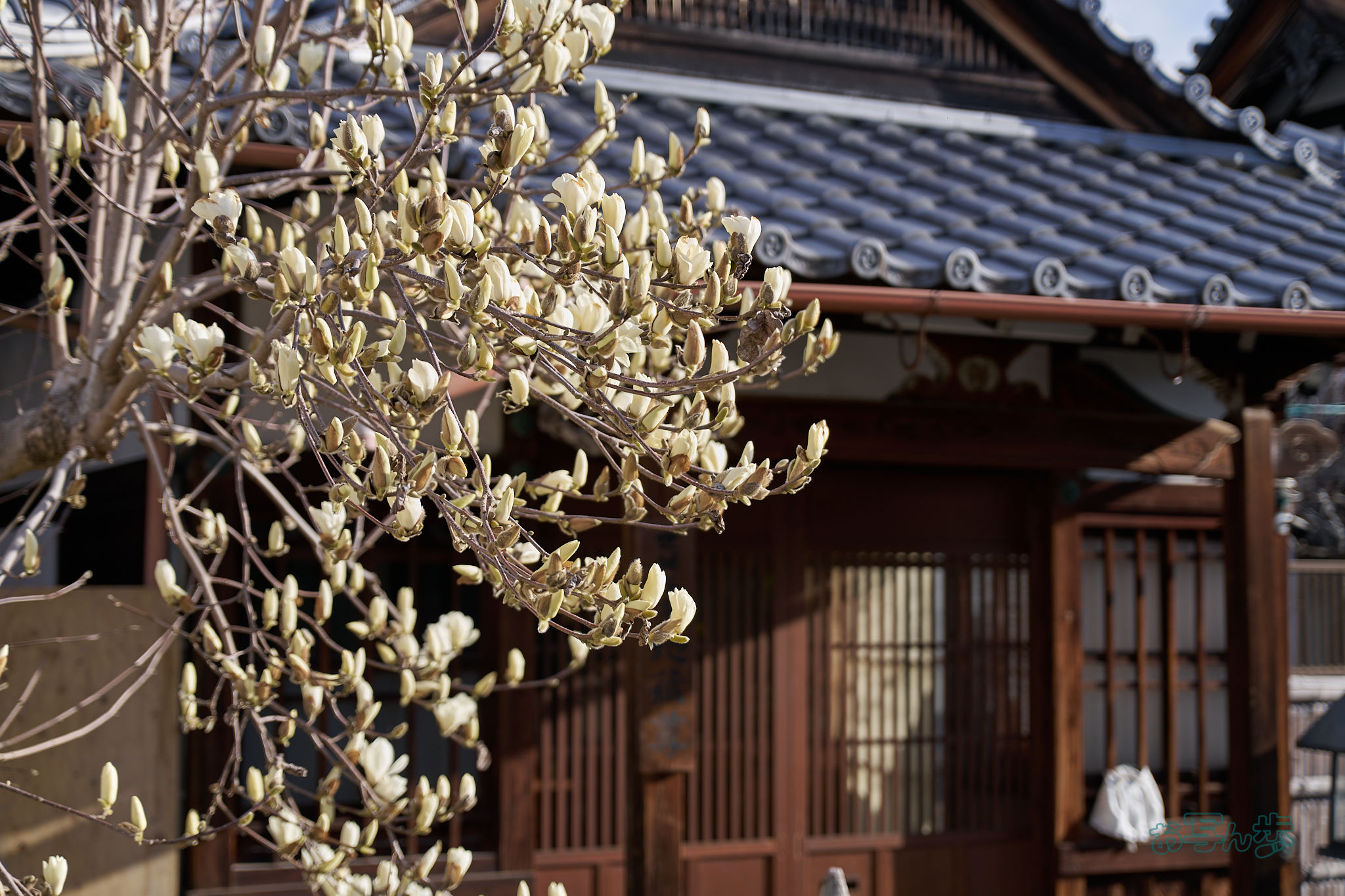 https://www.yaotomi.co.jp/blog/walk/7RV02497co%2C60%20mm%2CF2.8%2Ciso100%28SRAW%29.jpg