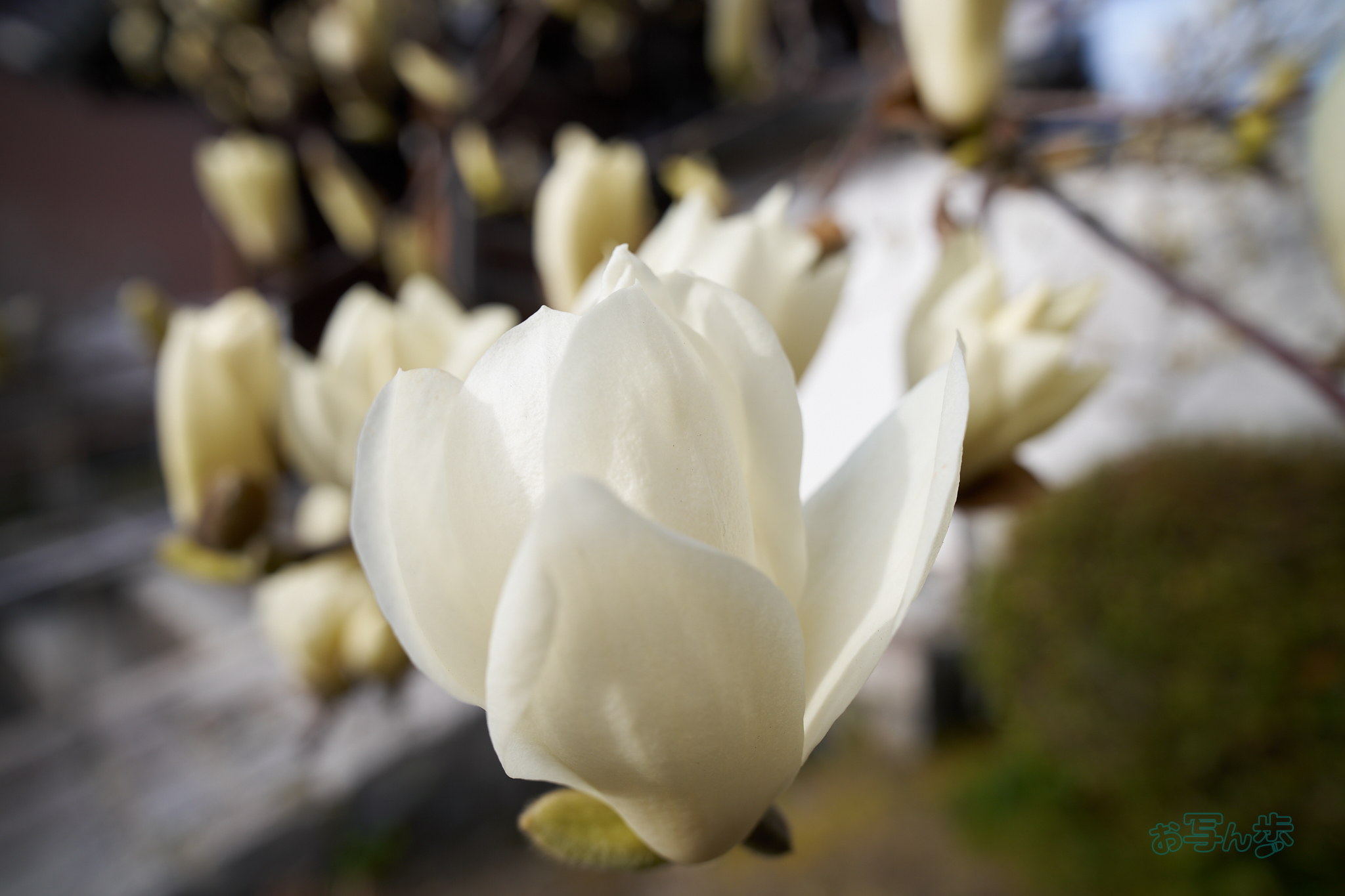 https://www.yaotomi.co.jp/blog/walk/7RV02548co%2C24%20mm%2CF5.6%2Ciso100%28SRAW%29.jpg