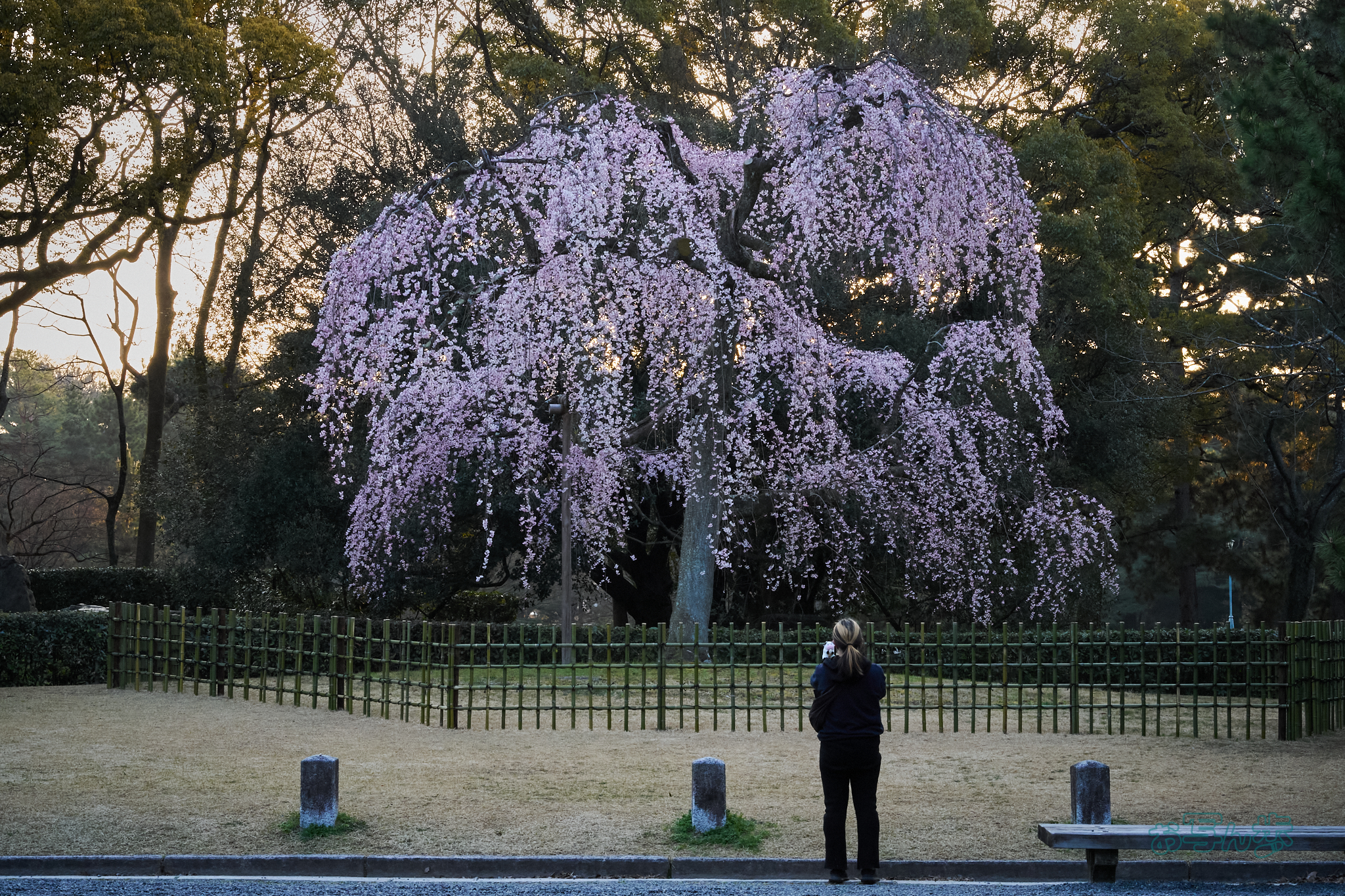 https://www.yaotomi.co.jp/blog/walk/7RV03394co%2C62%20mm%2CF22%2Ciso2500%28SRAW%29.jpg