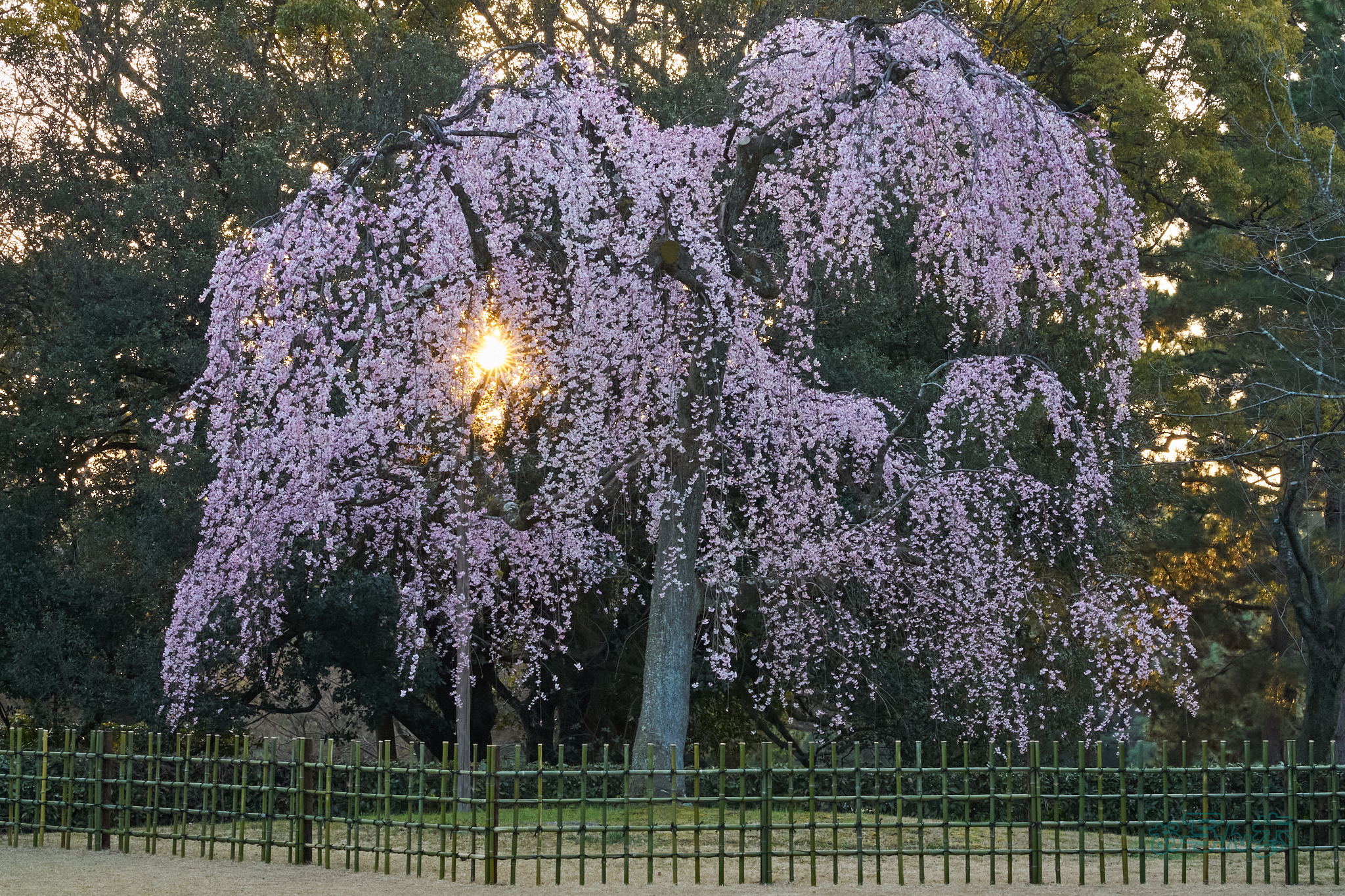 https://www.yaotomi.co.jp/blog/walk/7RV03457co%2C87%20mm%2CF22%2Ciso3200%28SRAW%29.jpg