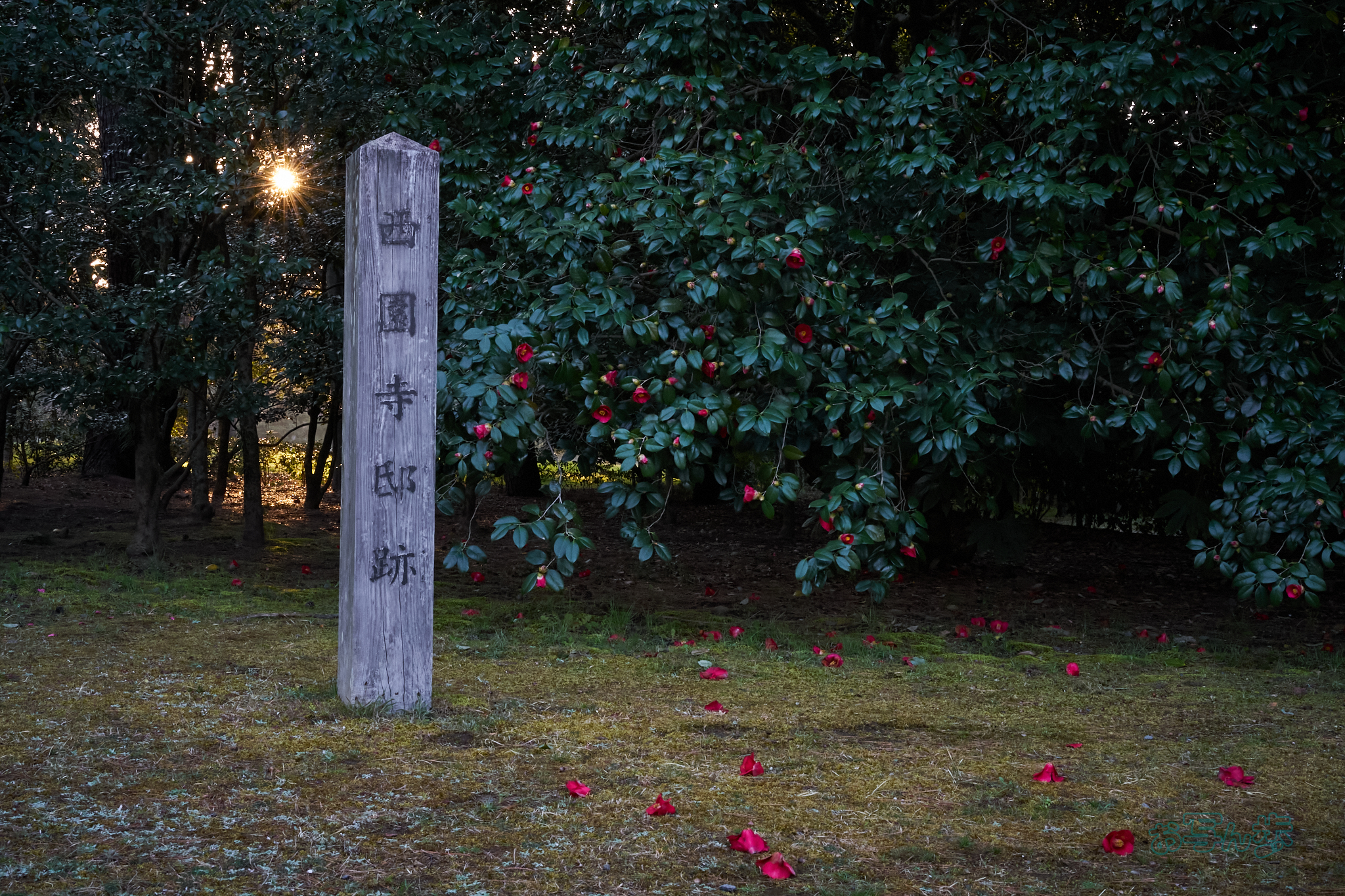 https://www.yaotomi.co.jp/blog/walk/7RV03482co%2C43%20mm%2CF22%2Ciso3200%28SRAW%29.jpg