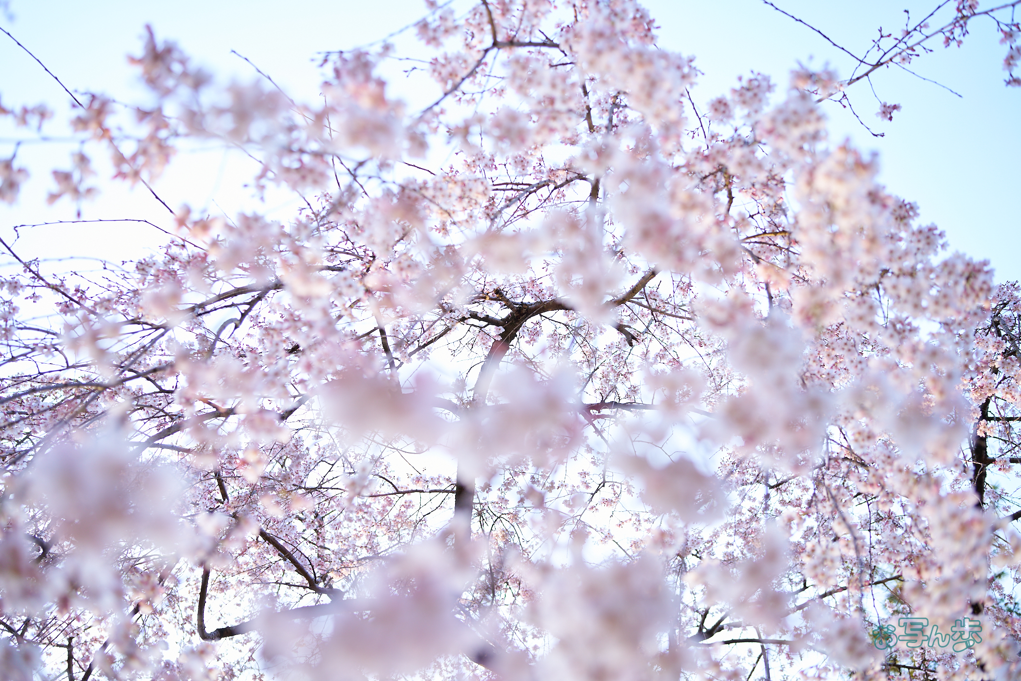https://www.yaotomi.co.jp/blog/walk/7RV03717co%2C35%20mm%2CF2.8%2Ciso100%28SRAW%29.jpg
