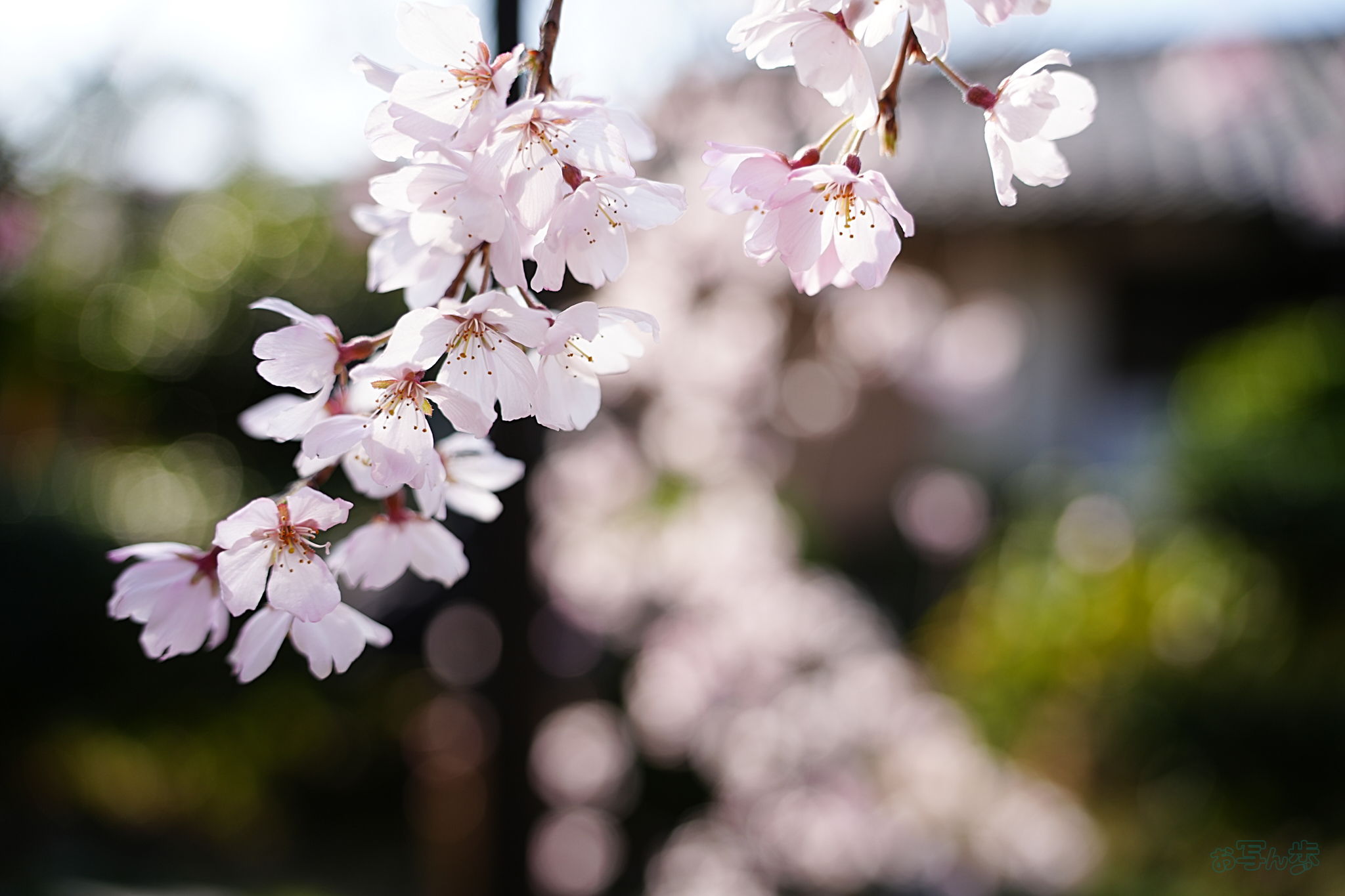 https://www.yaotomi.co.jp/blog/walk/7RV03939%2C35%20mm%2CF2.8%2Ciso100%28JPEG%29.jpg