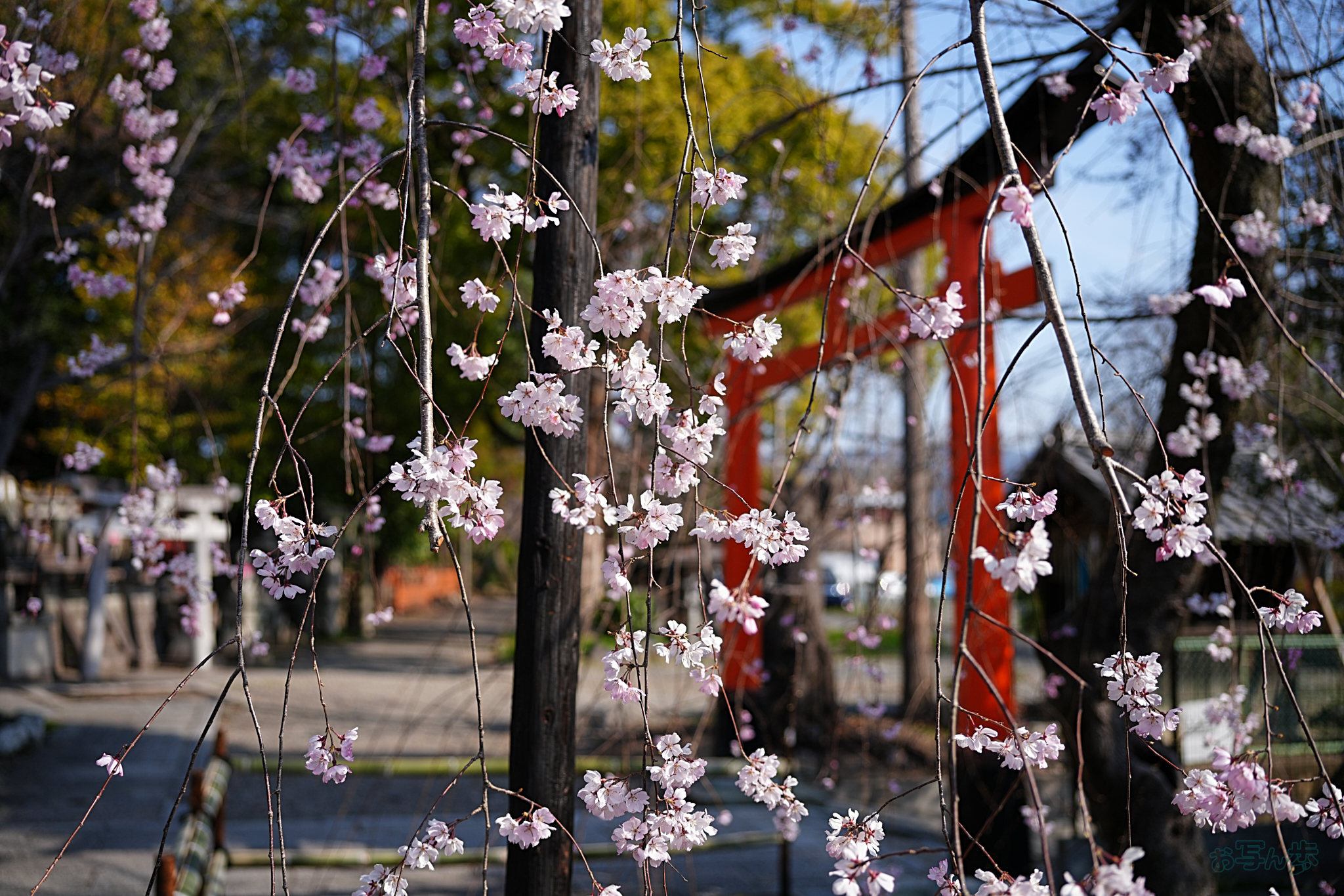 https://www.yaotomi.co.jp/blog/walk/7RV03960%2C35%20mm%2CF2.8%2Ciso100%28JPEG%29.jpg