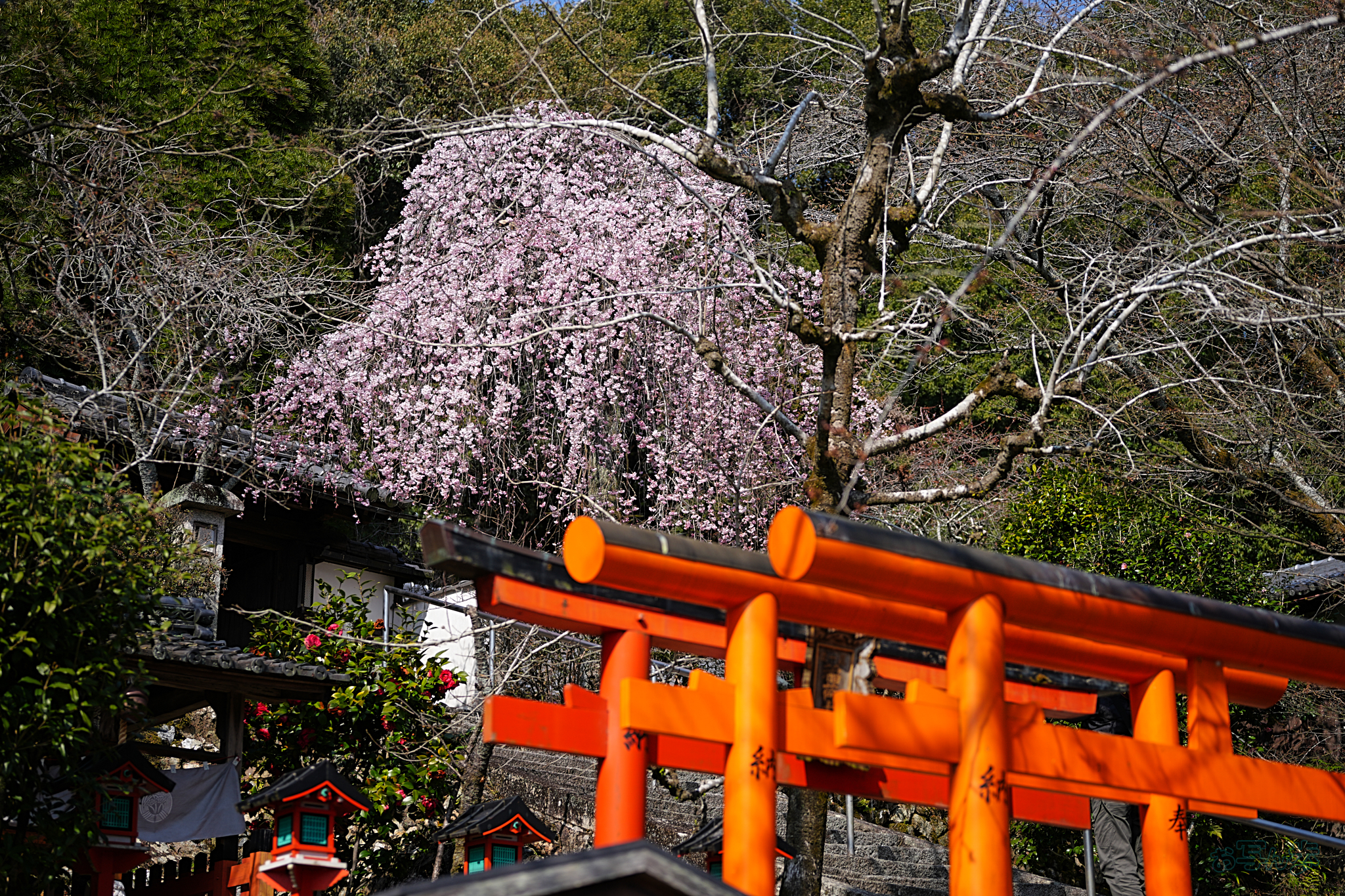 https://www.yaotomi.co.jp/blog/walk/7RV04175%2C65%20mm%2CF2.8%2Ciso100%28JPEG%29.jpg