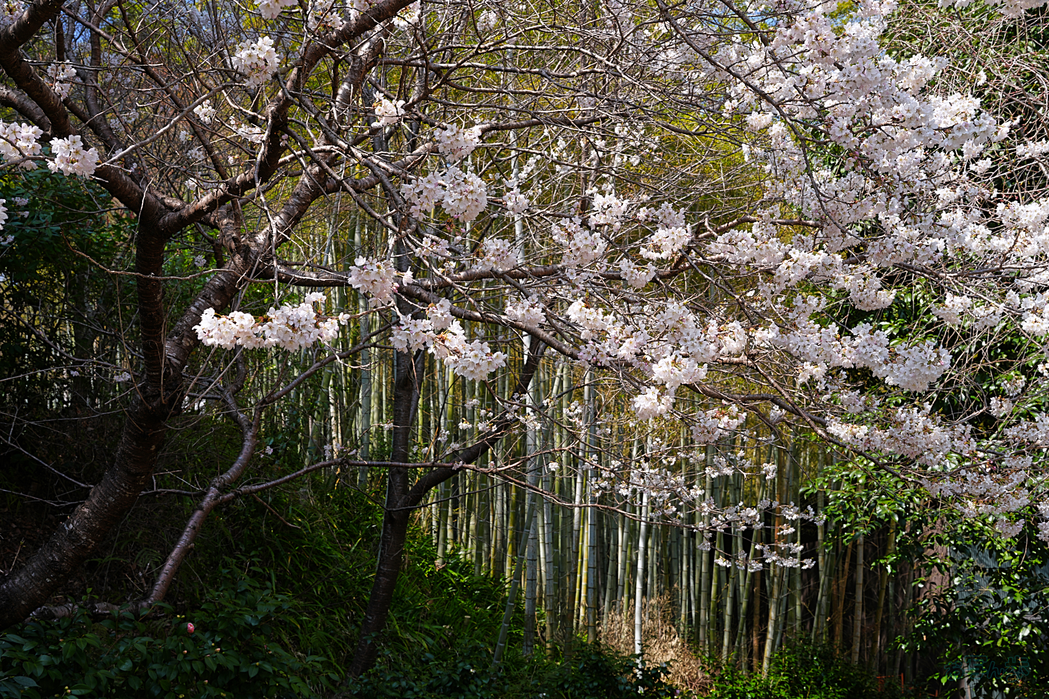 https://www.yaotomi.co.jp/blog/walk/7RV04214%2C41%20mm%2CF10%2Ciso100%28JPEG%29.jpg
