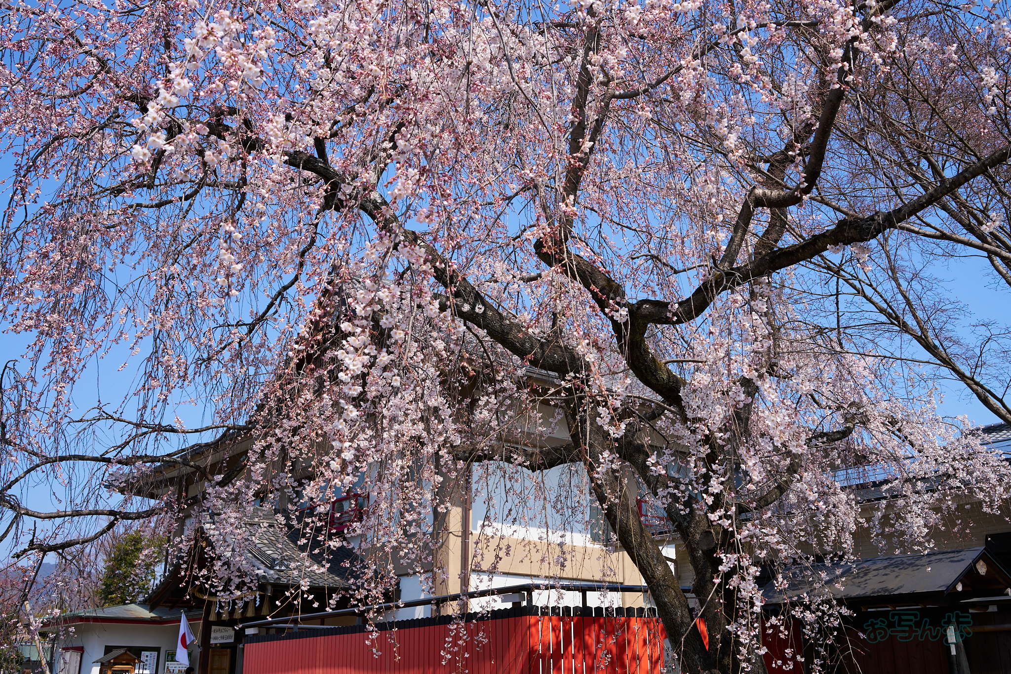 https://www.yaotomi.co.jp/blog/walk/7RV04269co%2C35%20mm%2CF10%2Ciso100%28SRAW%29.jpg