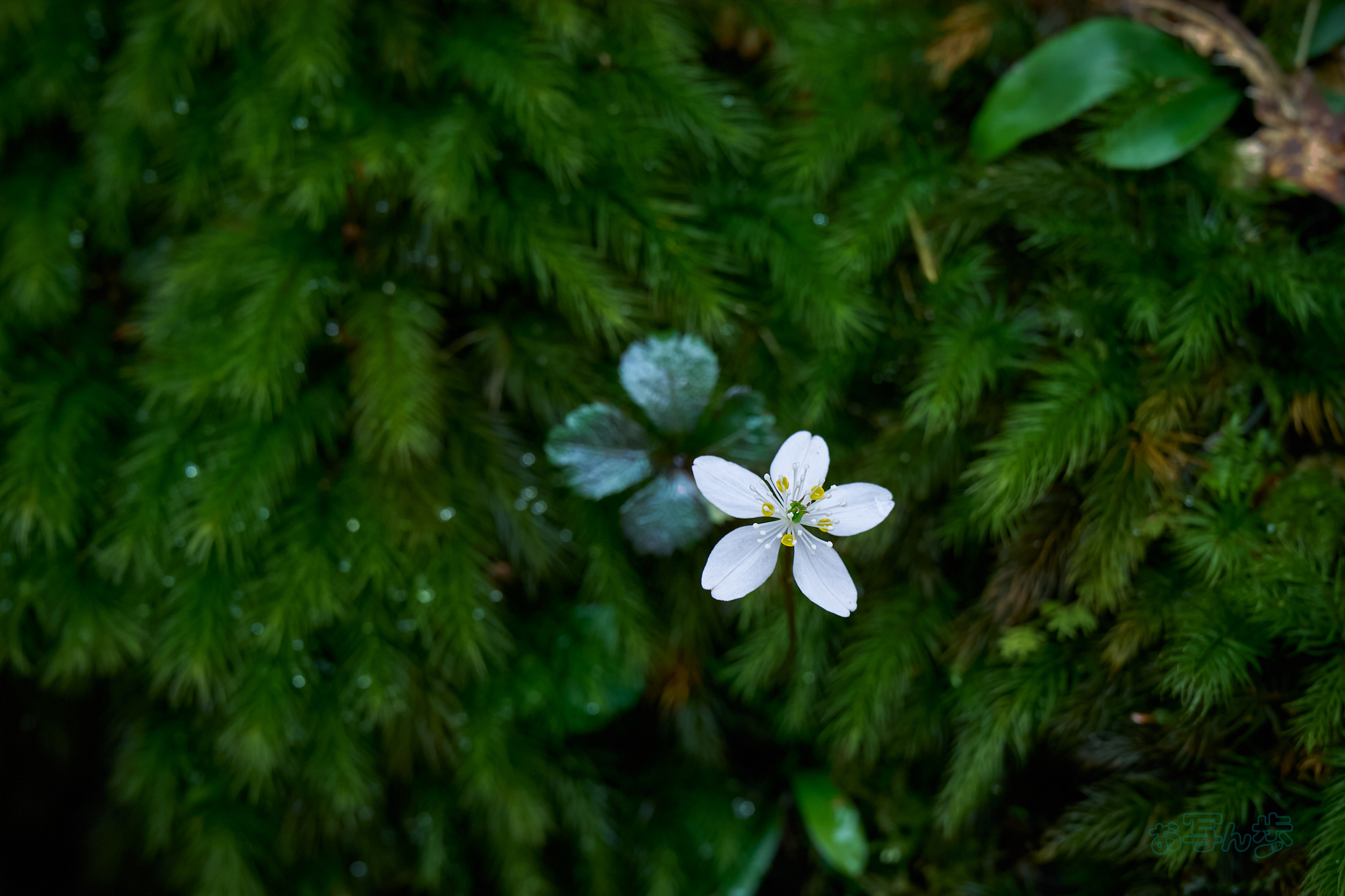 https://www.yaotomi.co.jp/blog/walk/7RV04713co%2C60%20mm%2CF8%2Ciso640%28SRAW%29.jpg