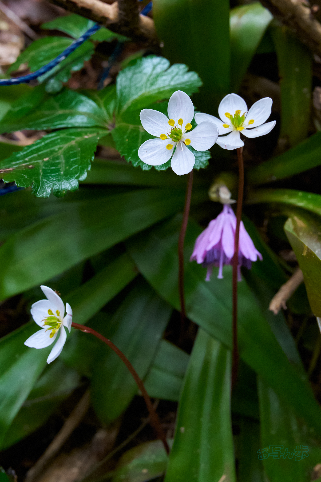 https://www.yaotomi.co.jp/blog/walk/7RV04769co%2C60%20mm%2CF16%2Ciso6400%28SRAW%29.jpg