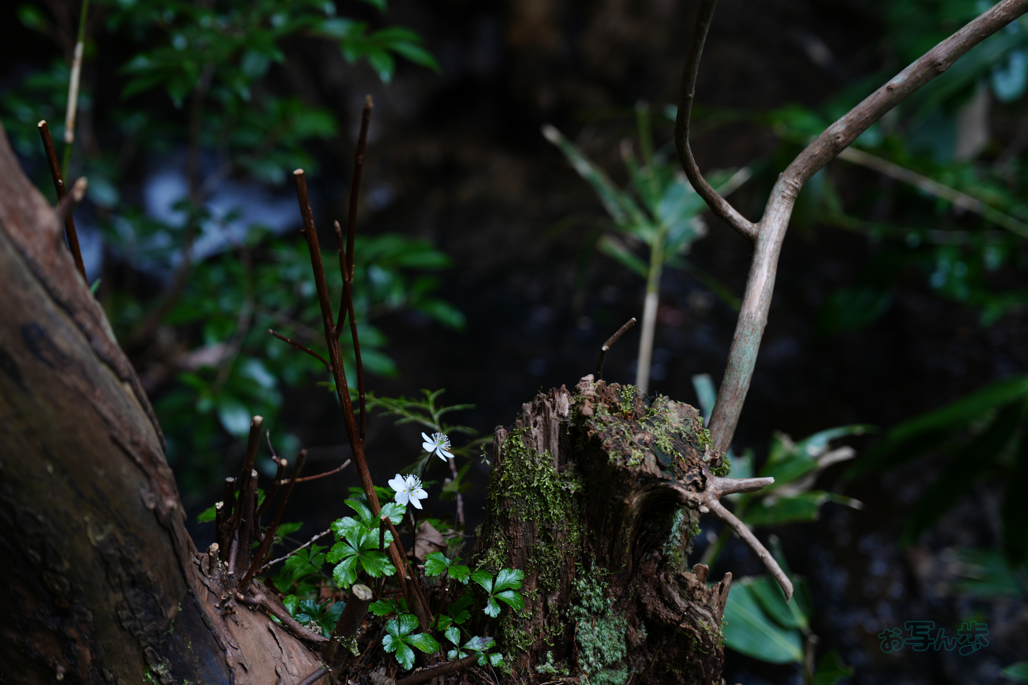 https://www.yaotomi.co.jp/blog/walk/7RV04920co%2C60%20mm%2CF3.5%2Ciso200%28JPEG%29.jpg