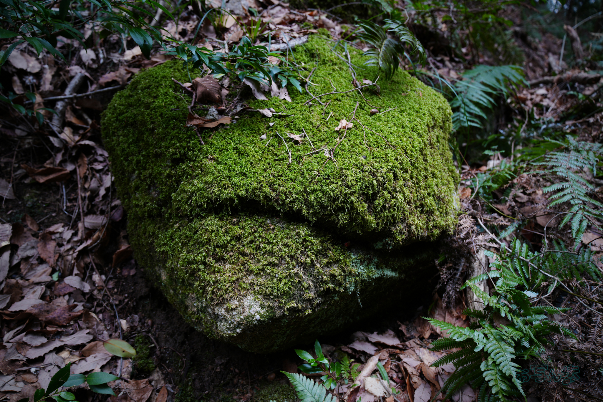 https://www.yaotomi.co.jp/blog/walk/7RV05042co%2C24%20mm%2CF3.5%2Ciso125%28JPEG%29.jpg