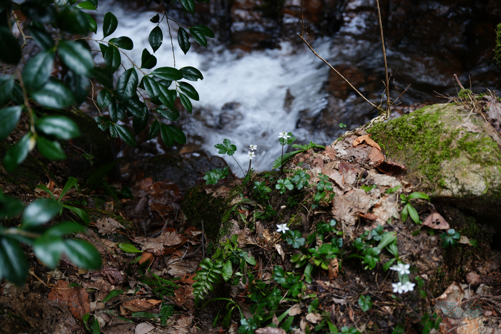 https://www.yaotomi.co.jp/blog/walk/7RV05050co%2C50%20mm%2CF2.8%2Ciso100%28JPEG%29.jpg