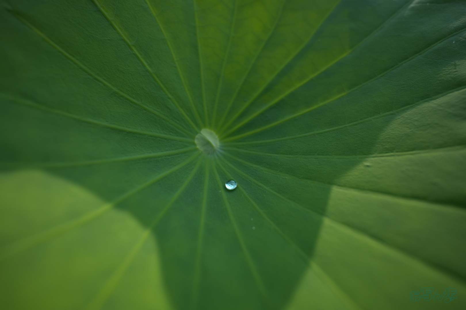 https://www.yaotomi.co.jp/blog/walk/7RV06252%2C16%20mm%2CF2.8%2C1-1000%20%E7%A7%92%2Ciso100%28JPEG%29.jpg