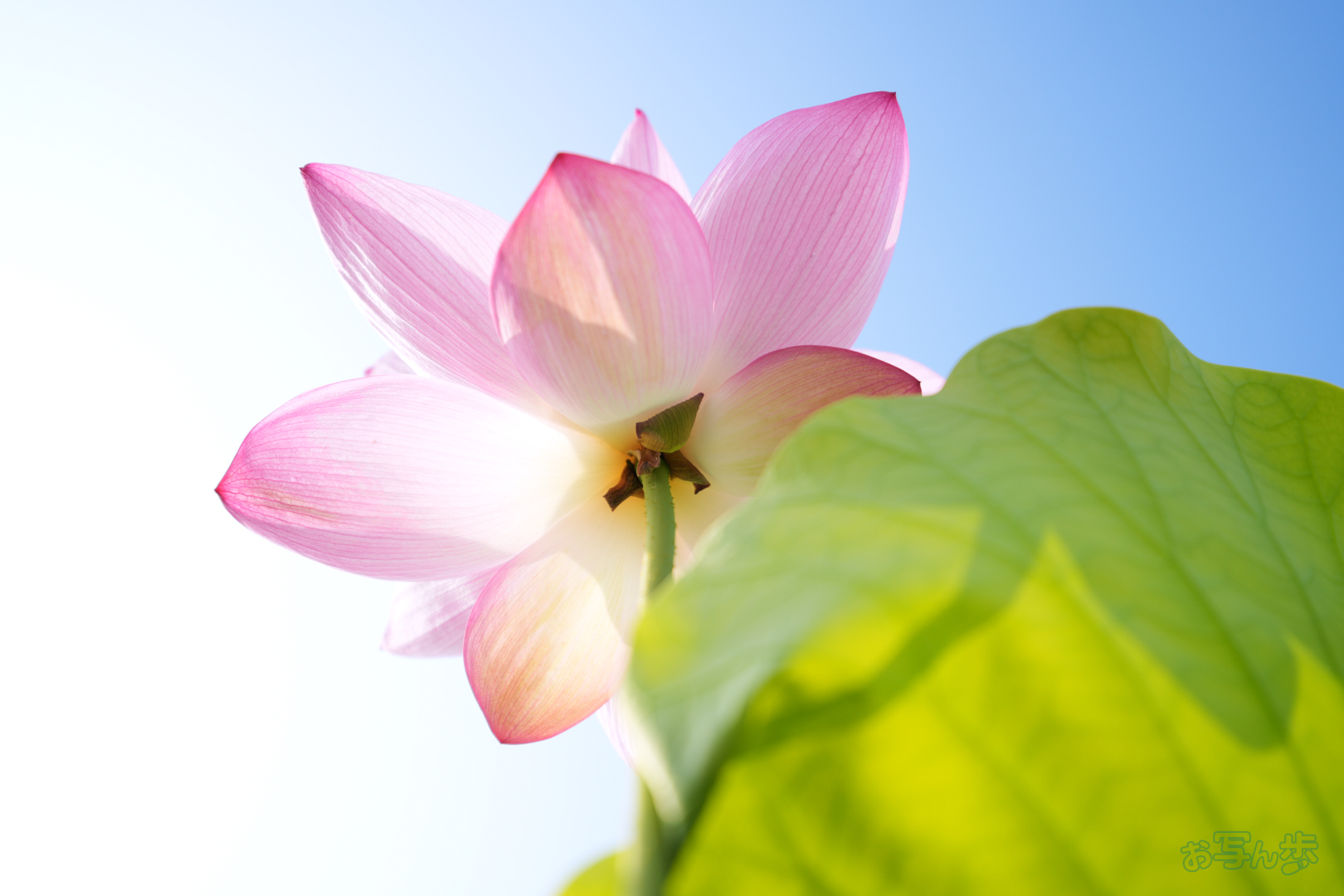 https://www.yaotomi.co.jp/blog/walk/7RV06532%2C30%20mm%2CF2.8%2C1-1000%20%E7%A7%92%2Ciso100%28JPEG%29.jpg