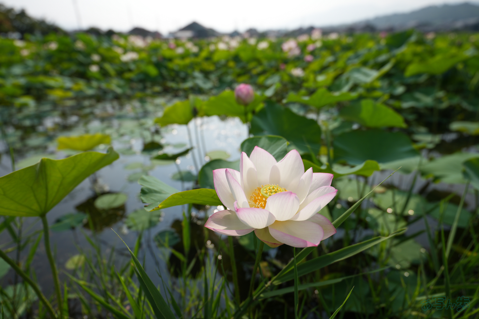 https://www.yaotomi.co.jp/blog/walk/7RV06651%2C20%20mm%2CF2.8%2C1-2500%20%E7%A7%92%2Ciso100%28JPEG%29.jpg