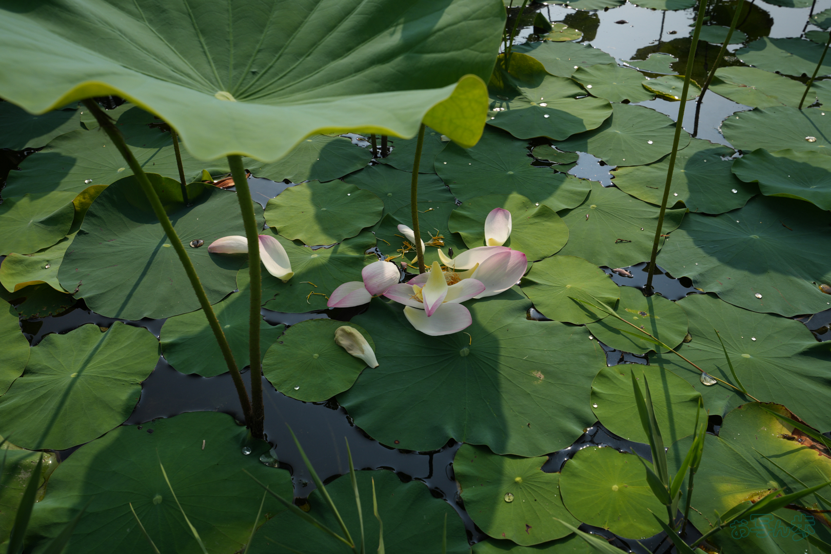 https://www.yaotomi.co.jp/blog/walk/7RV06688%2C28%20mm%2CF8%2C1-400%20%E7%A7%92%2Ciso100%28JPEG%29.jpg
