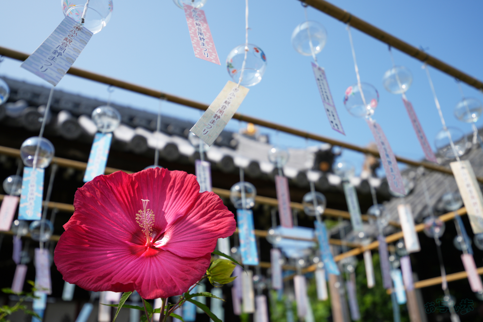 https://www.yaotomi.co.jp/blog/walk/7RV06767%2C30%20mm%2CF2.8%2C1-2000%20%E7%A7%92%2Ciso100%28JPEG%29.jpg