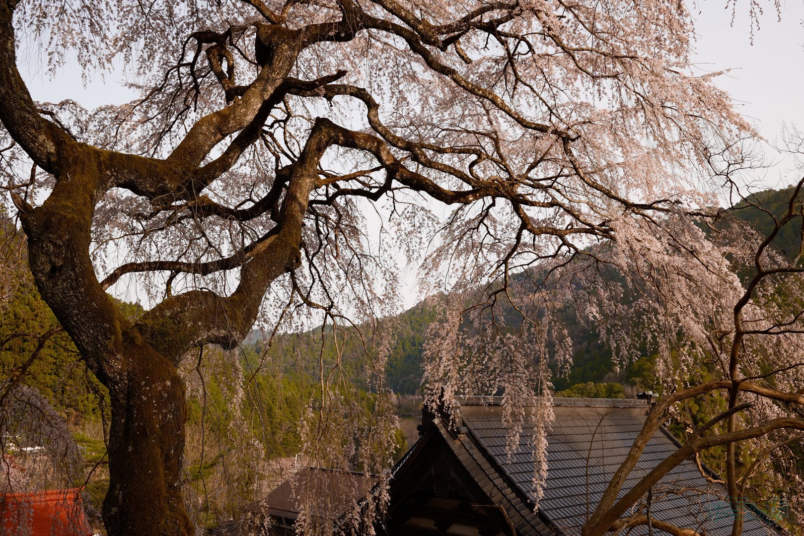 https://www.yaotomi.co.jp/blog/walk/BF_00277%2C35%20mm%2CF7.1%2C1-400%20%E7%A7%92%2Ciso400%28JPEG%29.jpg