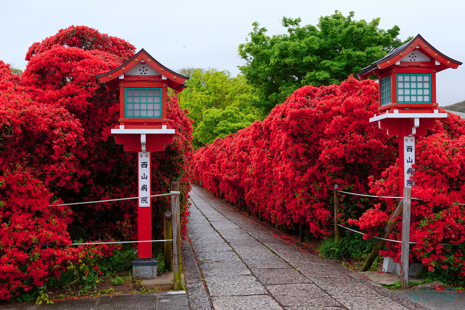 https://www.yaotomi.co.jp/blog/walk/BF_03305%2C31%20mm%2CF8%2C1-125%20%E7%A7%92%2Ciso400%28JPEG%29.jpg