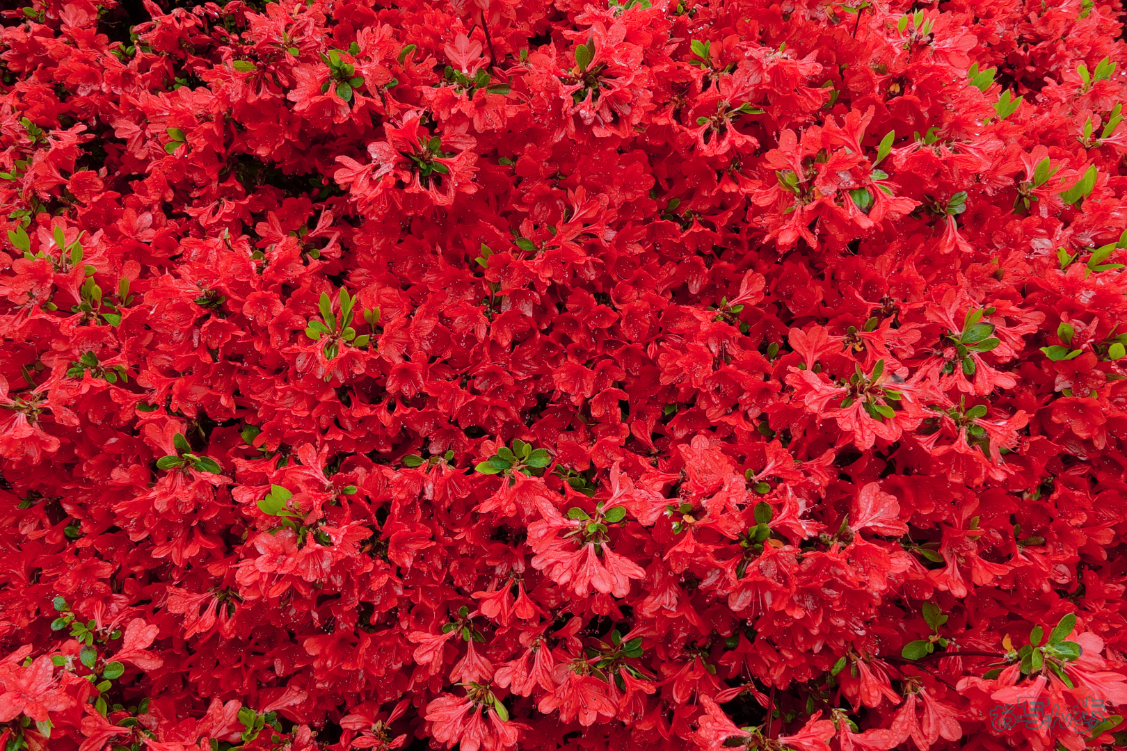 https://www.yaotomi.co.jp/blog/walk/BF_03772%2C16%20mm%2CF10%2C1-40%20%E7%A7%92%2Ciso400%28JPEG%29.jpg