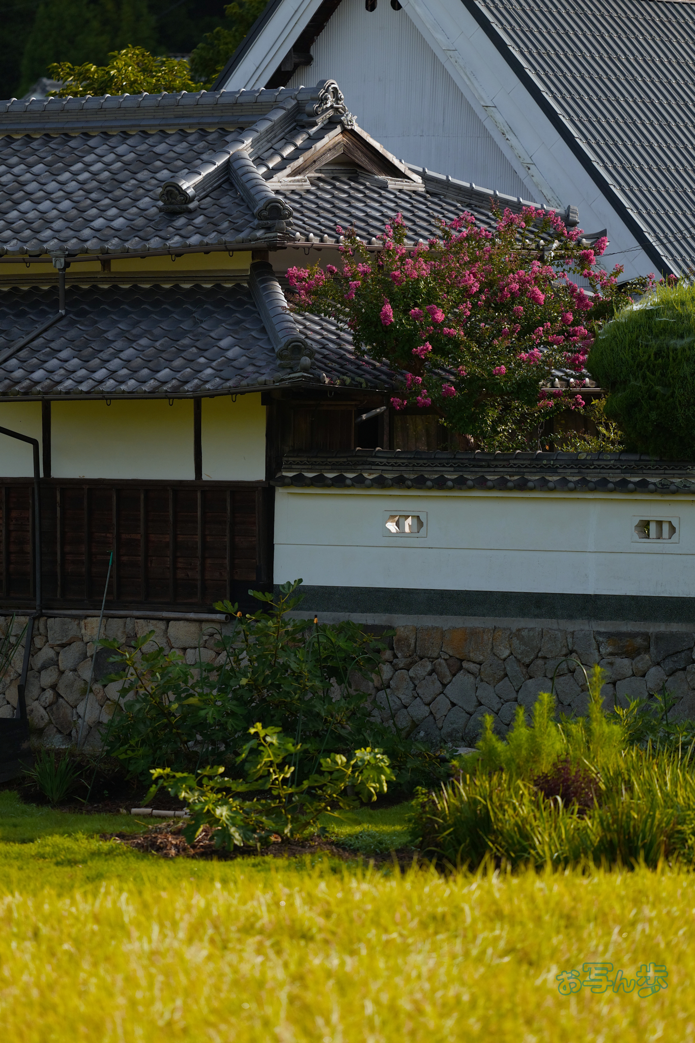 https://www.yaotomi.co.jp/blog/walk/BF_05300co%2C200%20mm%2CF2%2Ciso400%28JPEG%29.jpg
