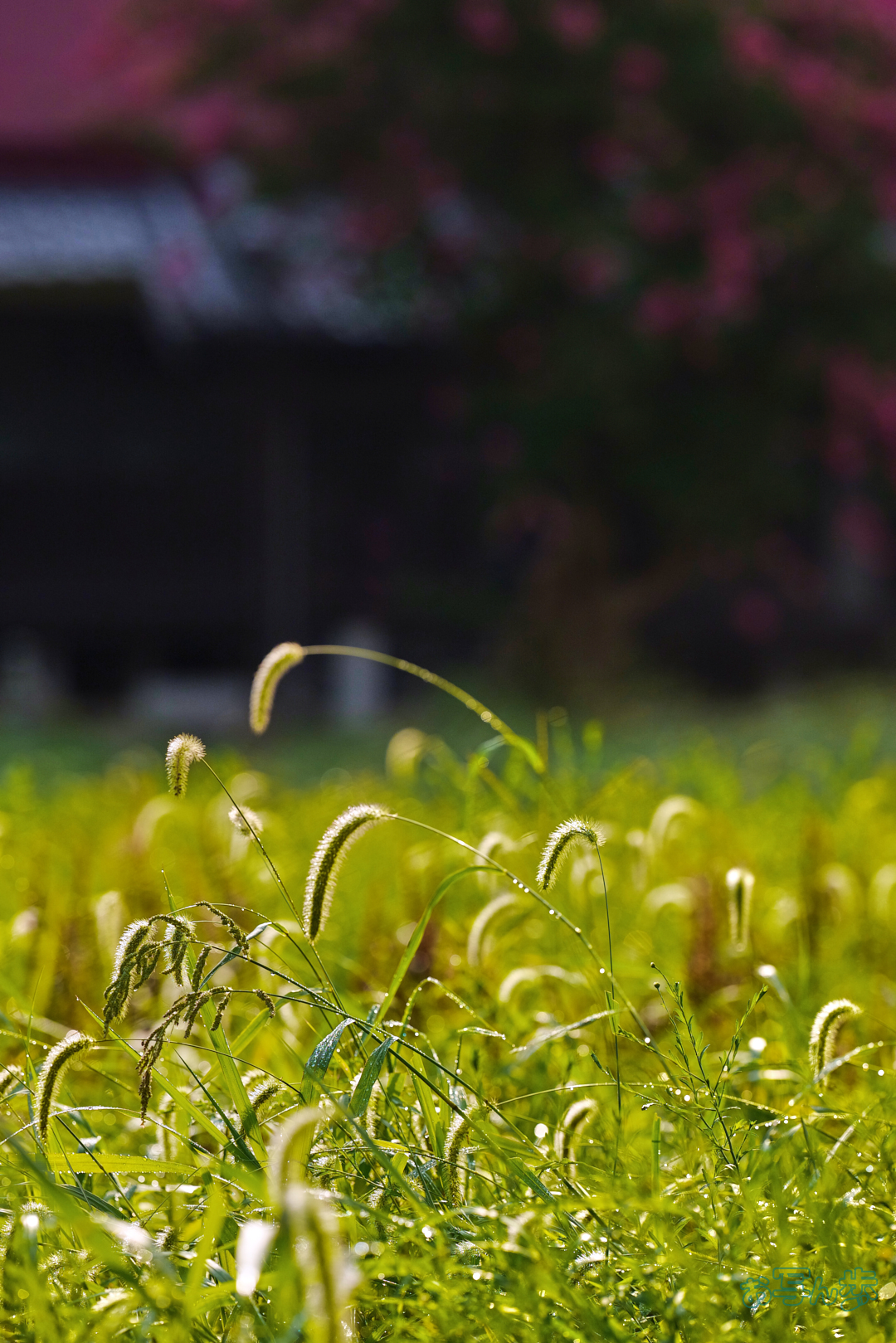 https://www.yaotomi.co.jp/blog/walk/BF_05329%2C200%20mm%2CF4%2C1-4000%20%E7%A7%92%2Ciso400%28JPEG%29.jpg