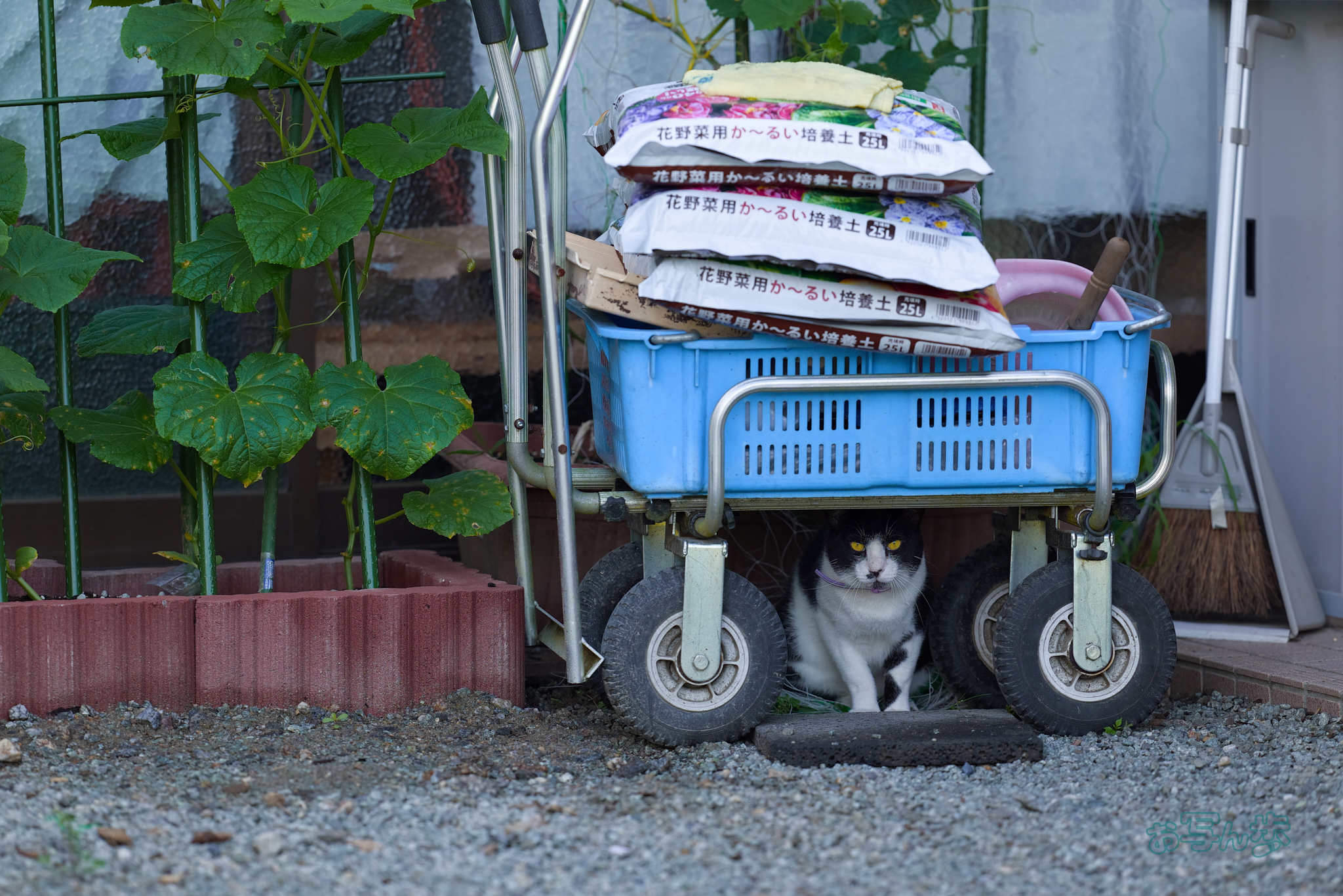 https://www.yaotomi.co.jp/blog/walk/BF_05372co%2C200%20mm%2CF2.8%2Ciso400%28JPEG%29.jpg