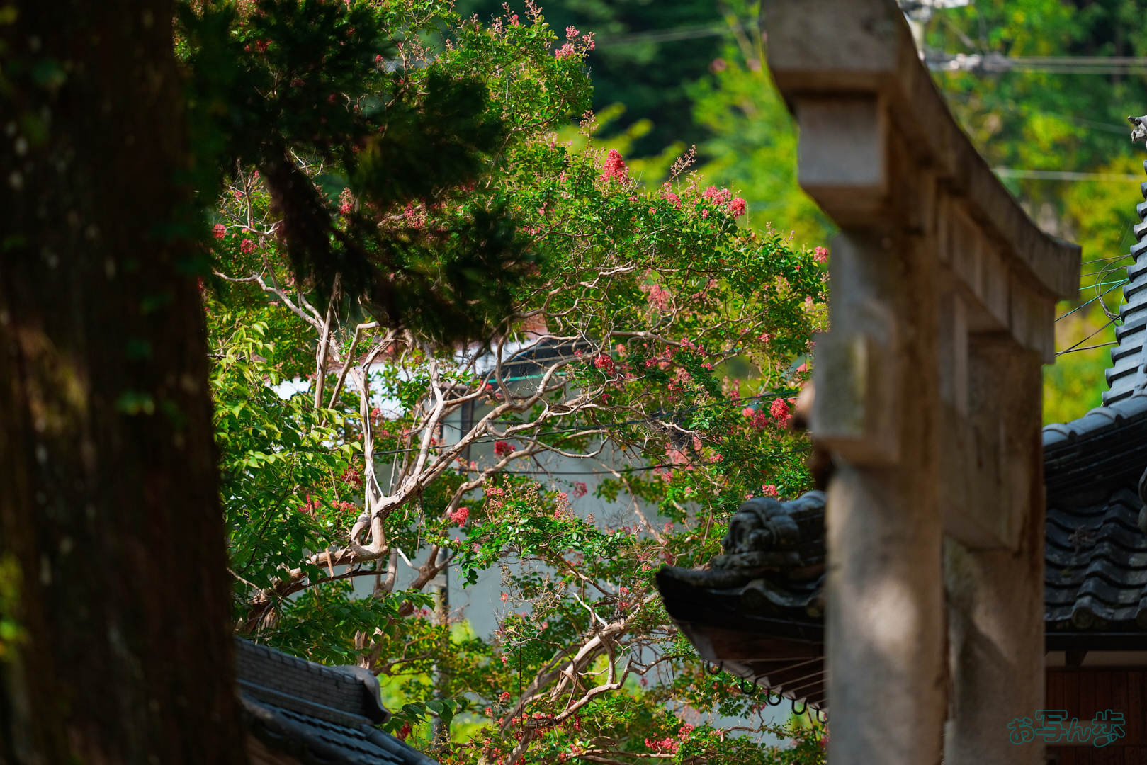 https://www.yaotomi.co.jp/blog/walk/BF_05476%2C200%20mm%2CF2%2C1-6500%20%E7%A7%92%2Ciso400%28JPEG%29.jpg