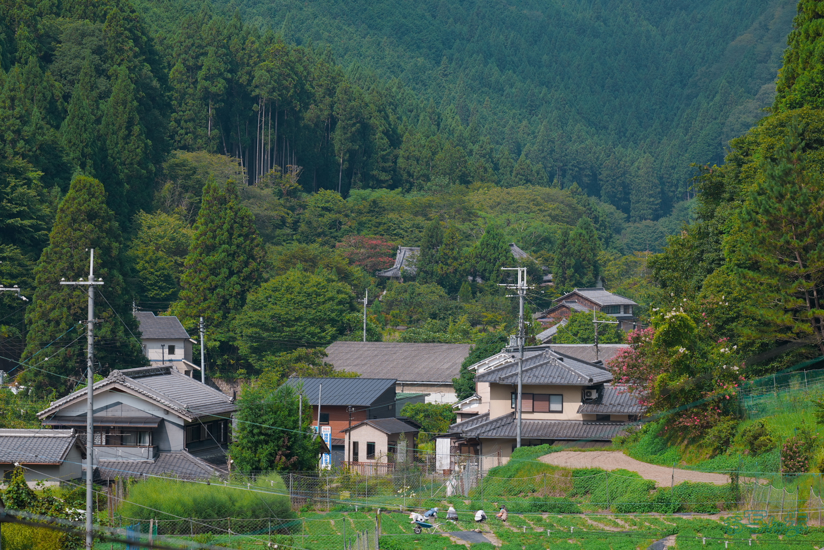 https://www.yaotomi.co.jp/blog/walk/BF_05542%2C200%20mm%2CF5.6%2C1-2000%20%E7%A7%92%2Ciso400%28JPEG%29.jpg