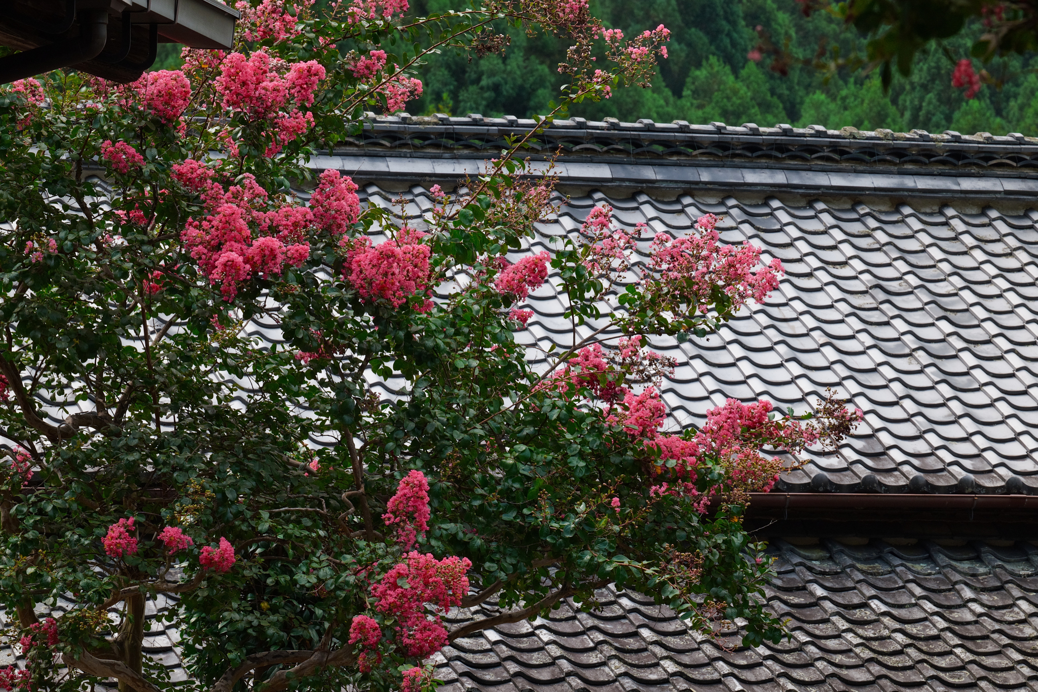 https://www.yaotomi.co.jp/blog/walk/BF_05579co%2C200%20mm%2CF16%2Ciso800%28JPEG%29.jpg