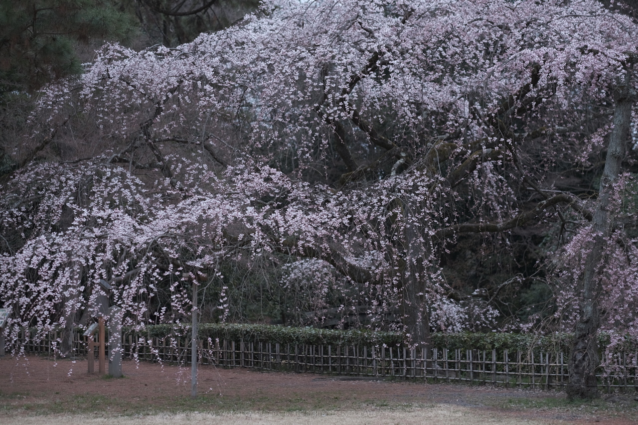 https://www.yaotomi.co.jp/blog/walk/DSCF0359%28ETERNA%29_56%20mm_F2_2018yaotomi.jpg