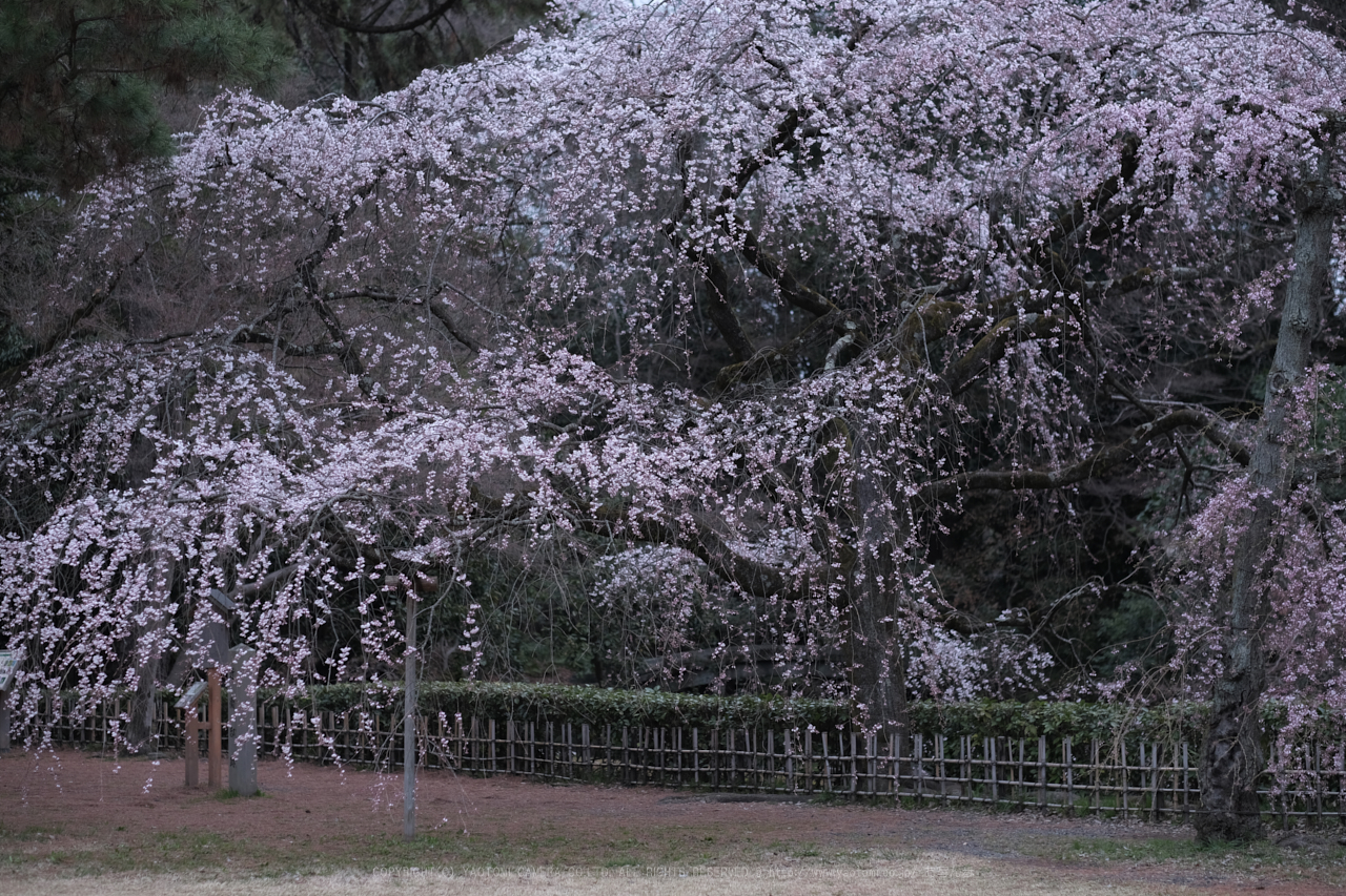 https://www.yaotomi.co.jp/blog/walk/DSCF0359%28PRO%20Neg%2CStd%29_56%20mm_F2_2018yaotomi.jpg