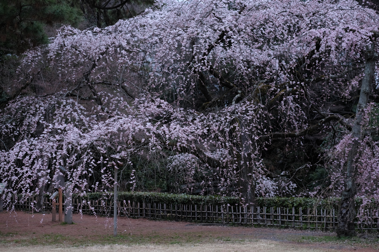 https://www.yaotomi.co.jp/blog/walk/DSCF0359%EF%BC%88PRO%20Neg%2CHi%29_56%20mm_F2_2018yaotomi.jpg