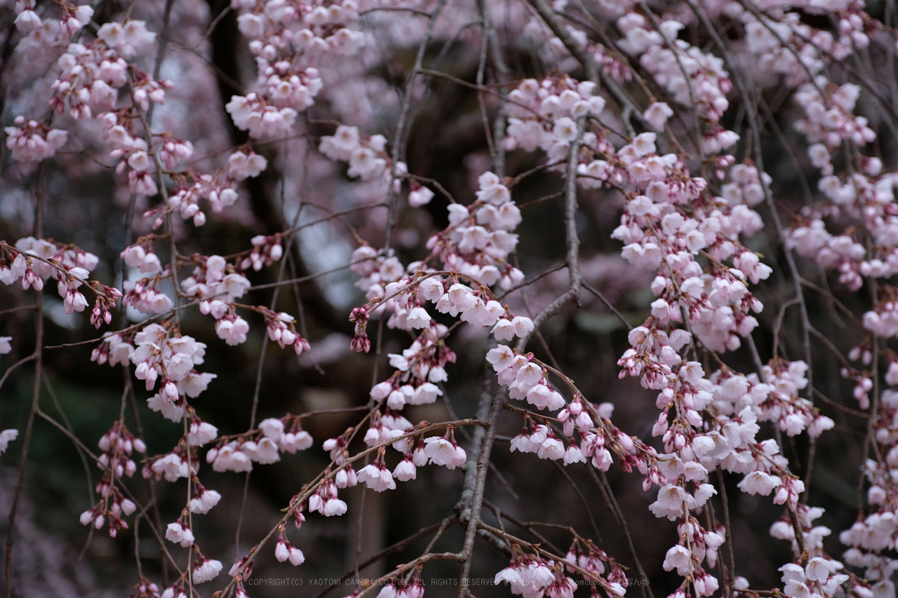 https://www.yaotomi.co.jp/blog/walk/DSCF0365_55%20mm_F2.8_2018yaotomi.jpg